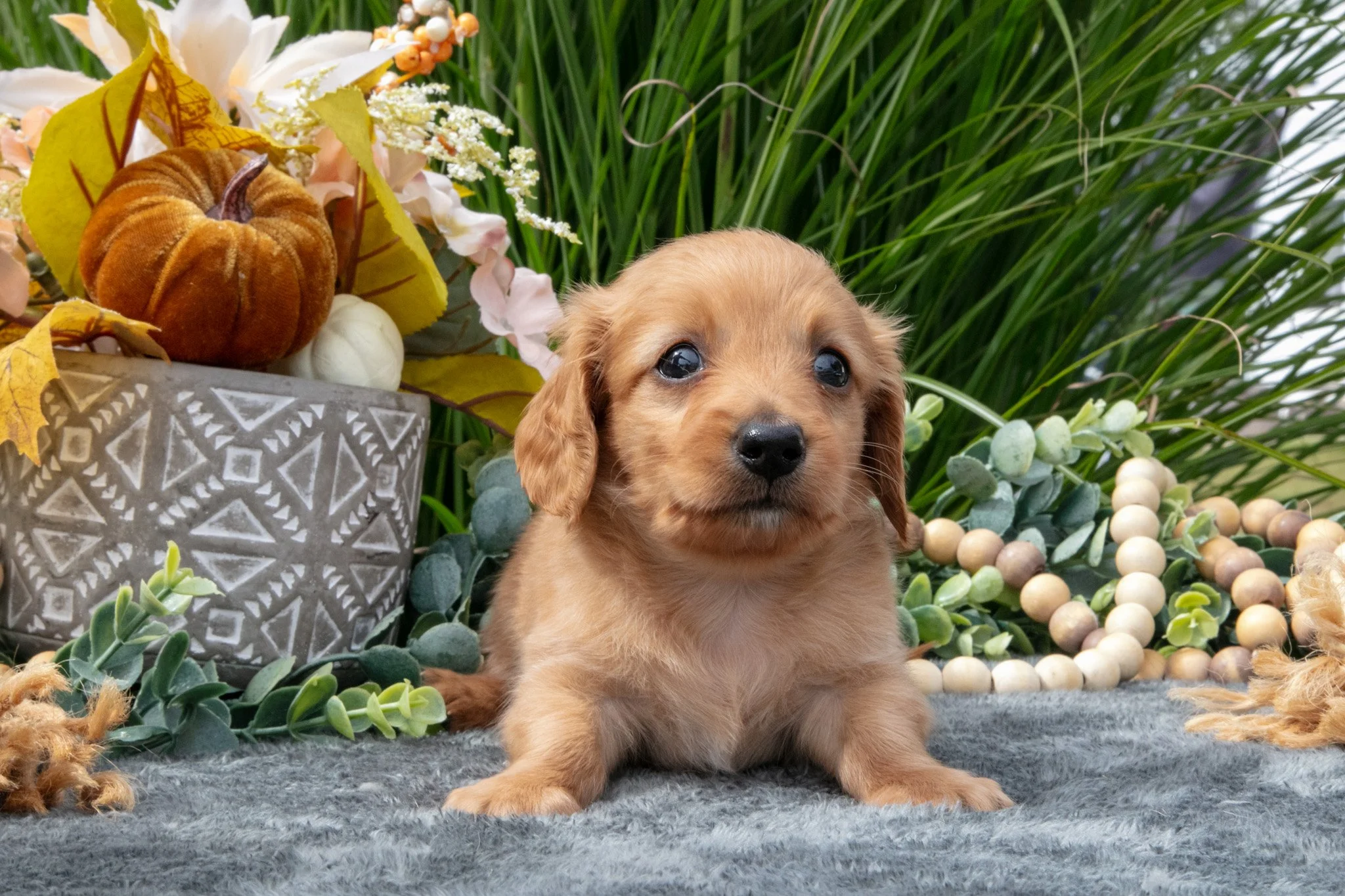 Kip - $950