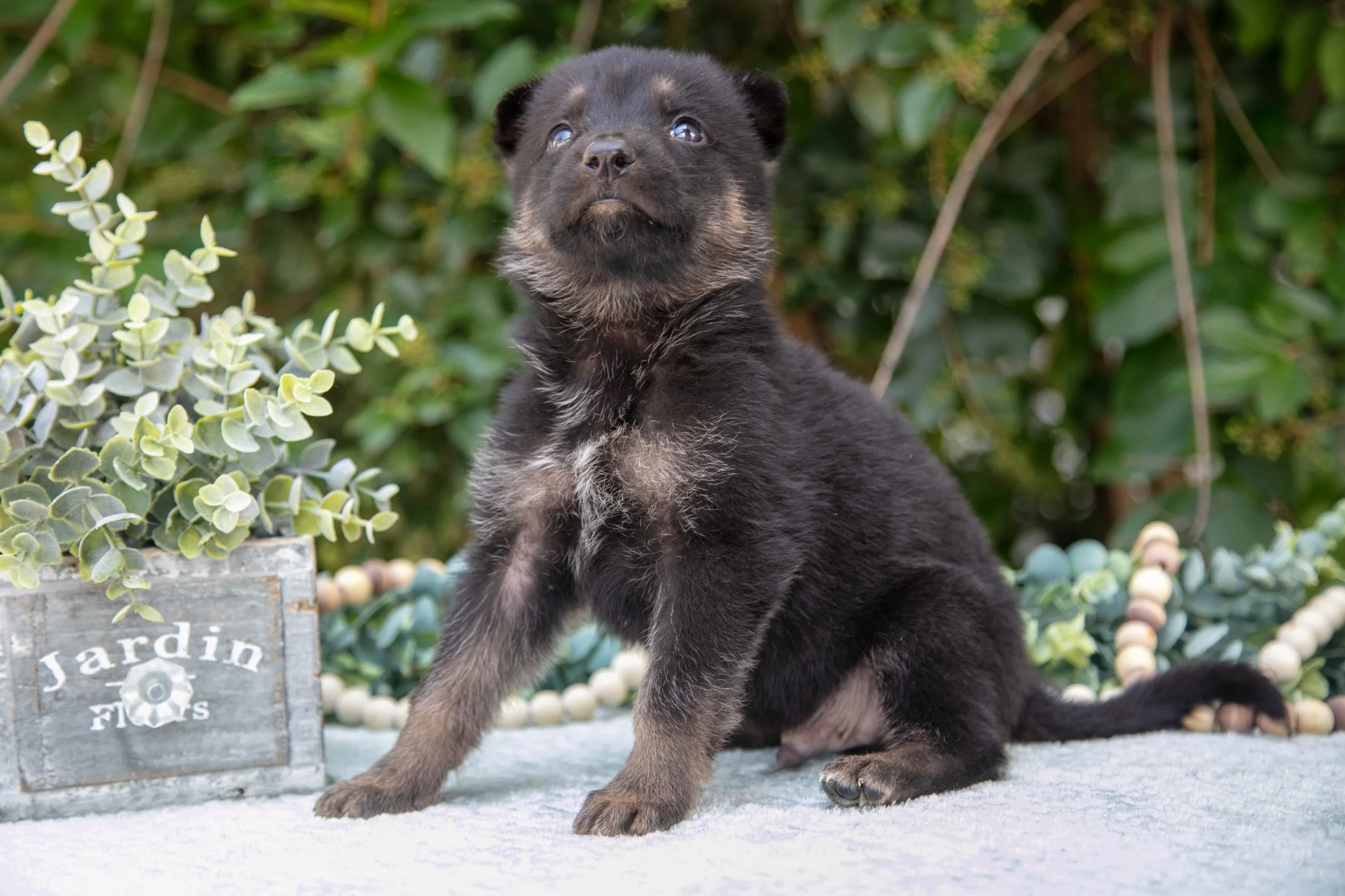 Milo - $550