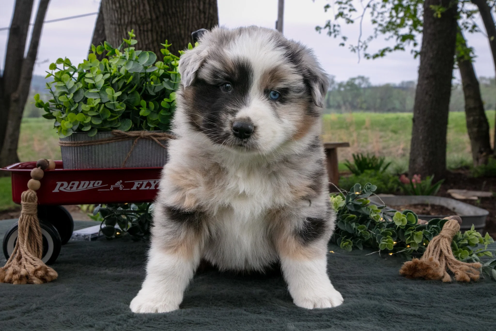 Bandit - $950