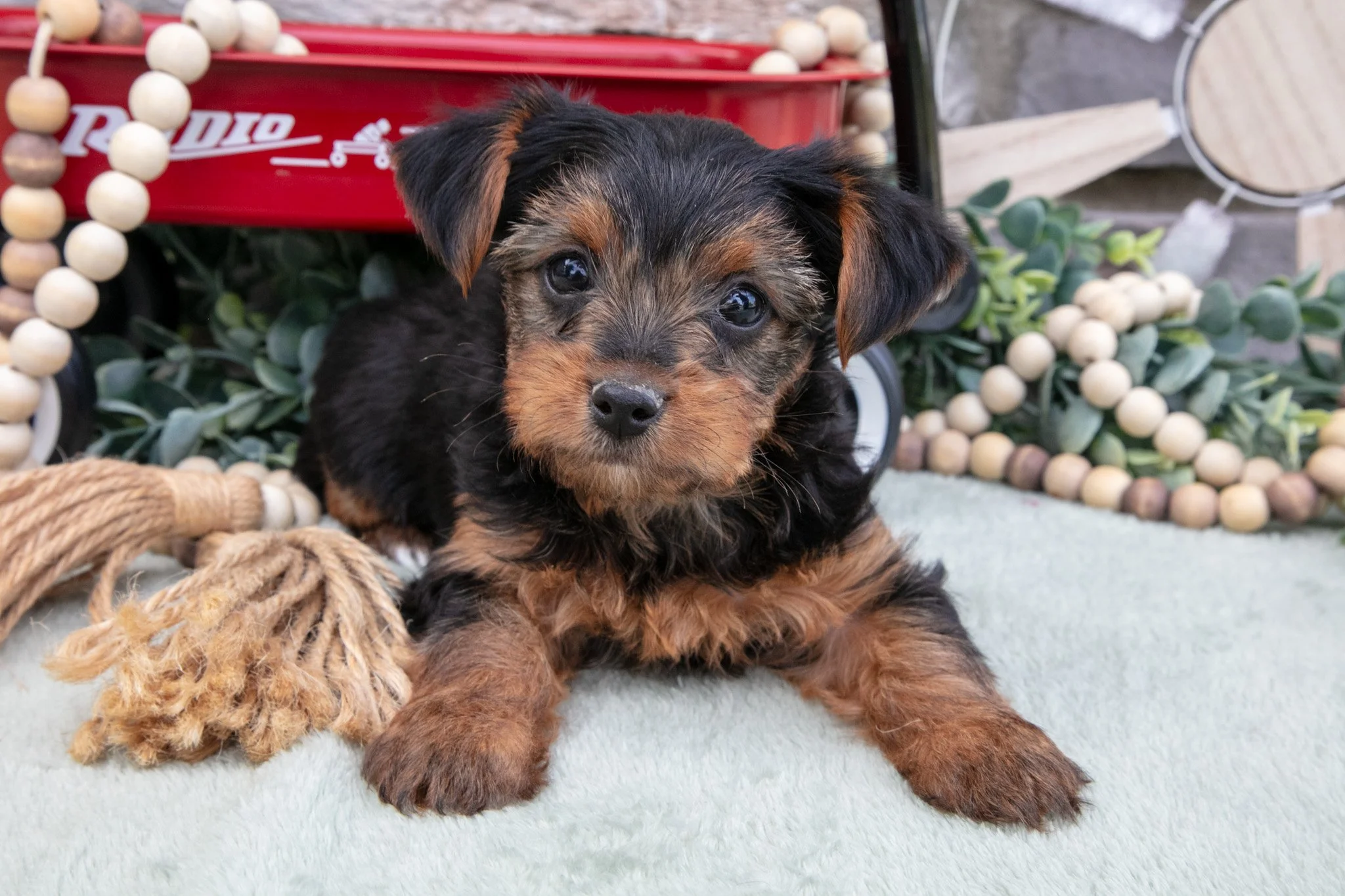 Bruce - $900