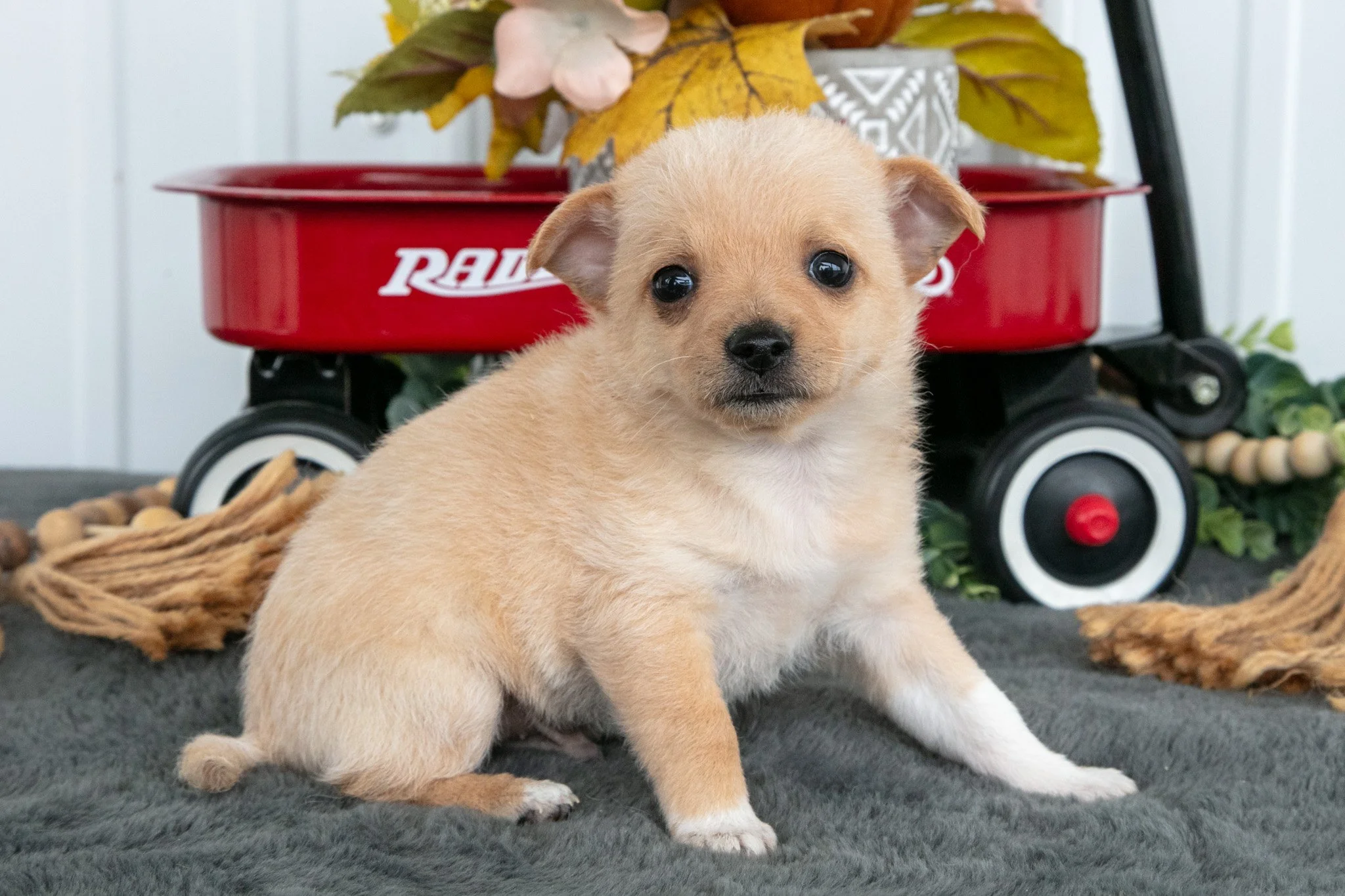 Fritz - $700