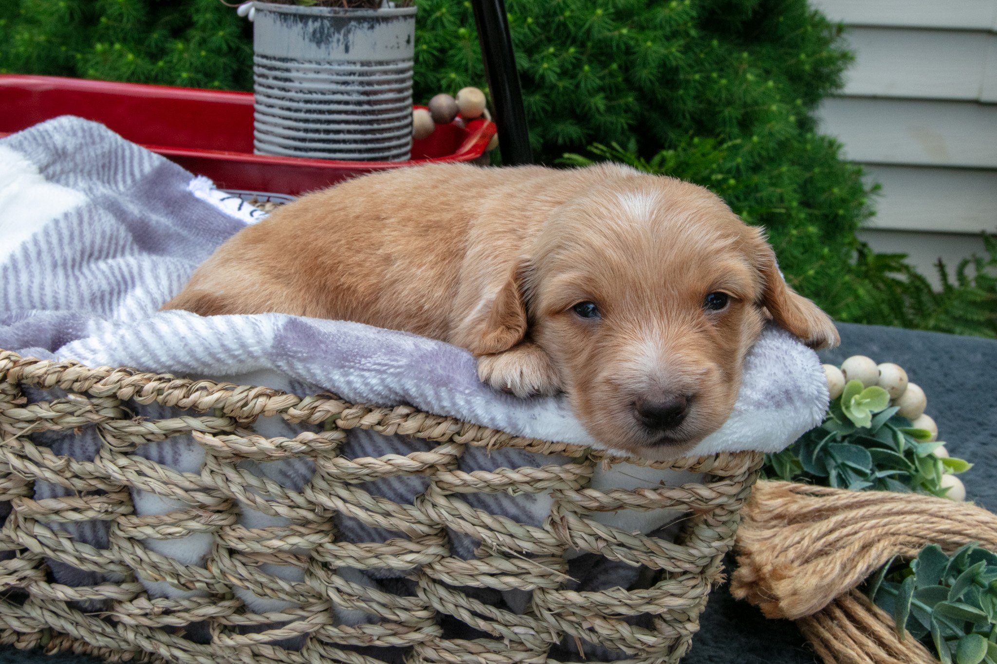 Skye - $1,800