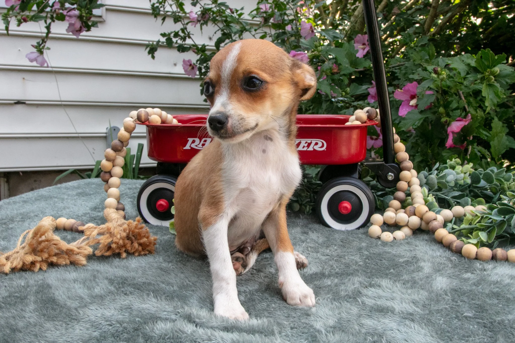 Nacho - $1,000