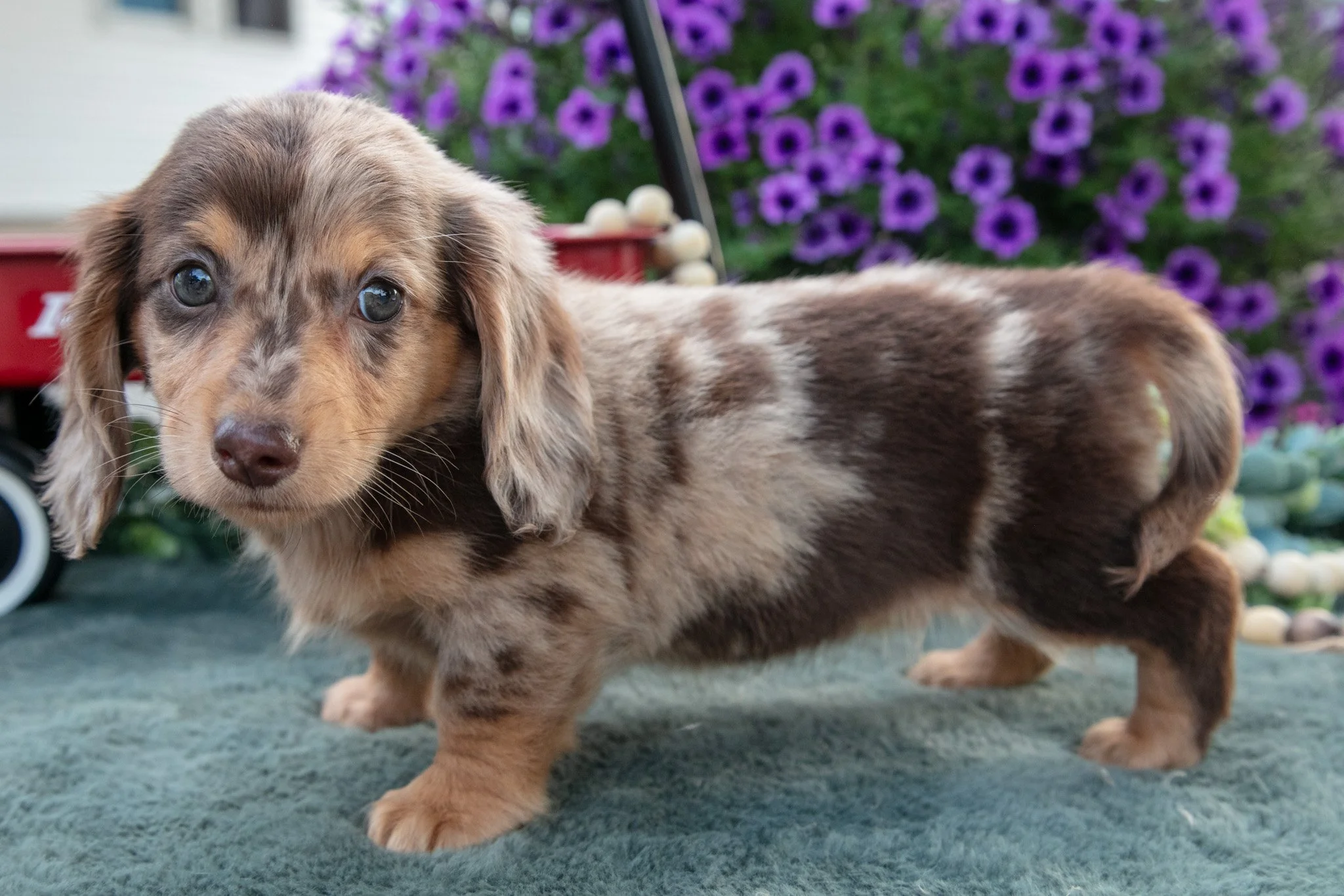 Josie - $2,000