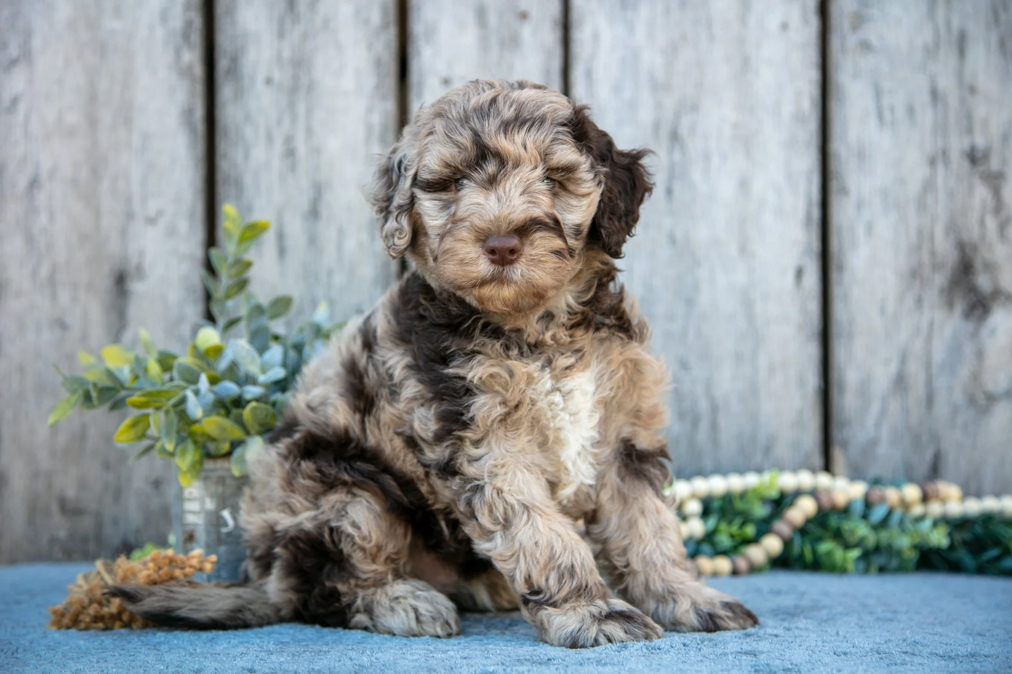 Buddy - $695