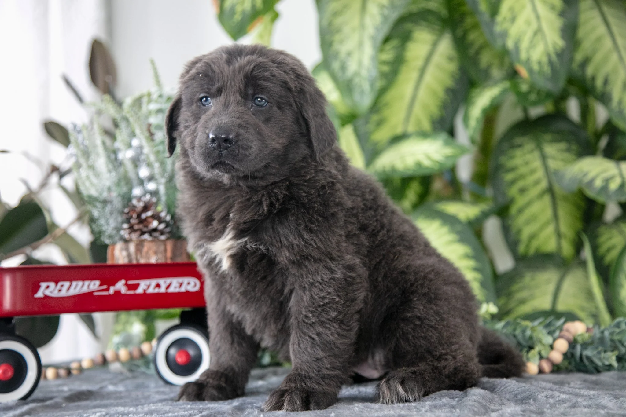 Sabrina - $1500