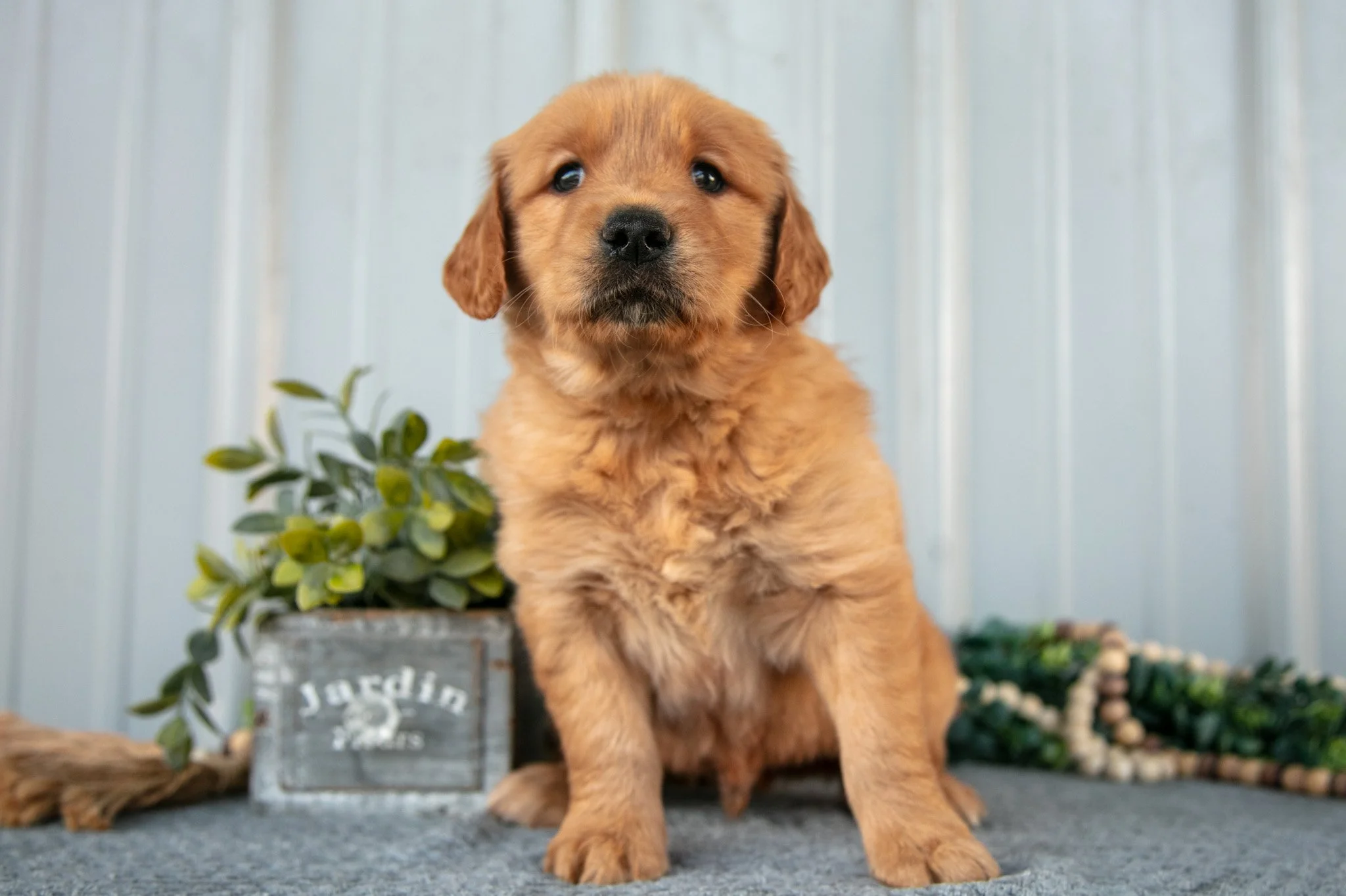 Murphy - Sold
