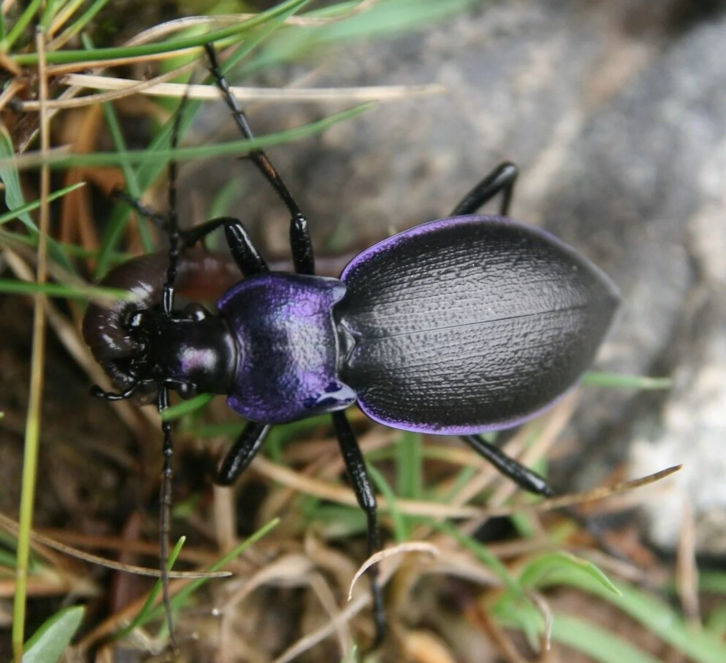 The beetle I walked straight past.