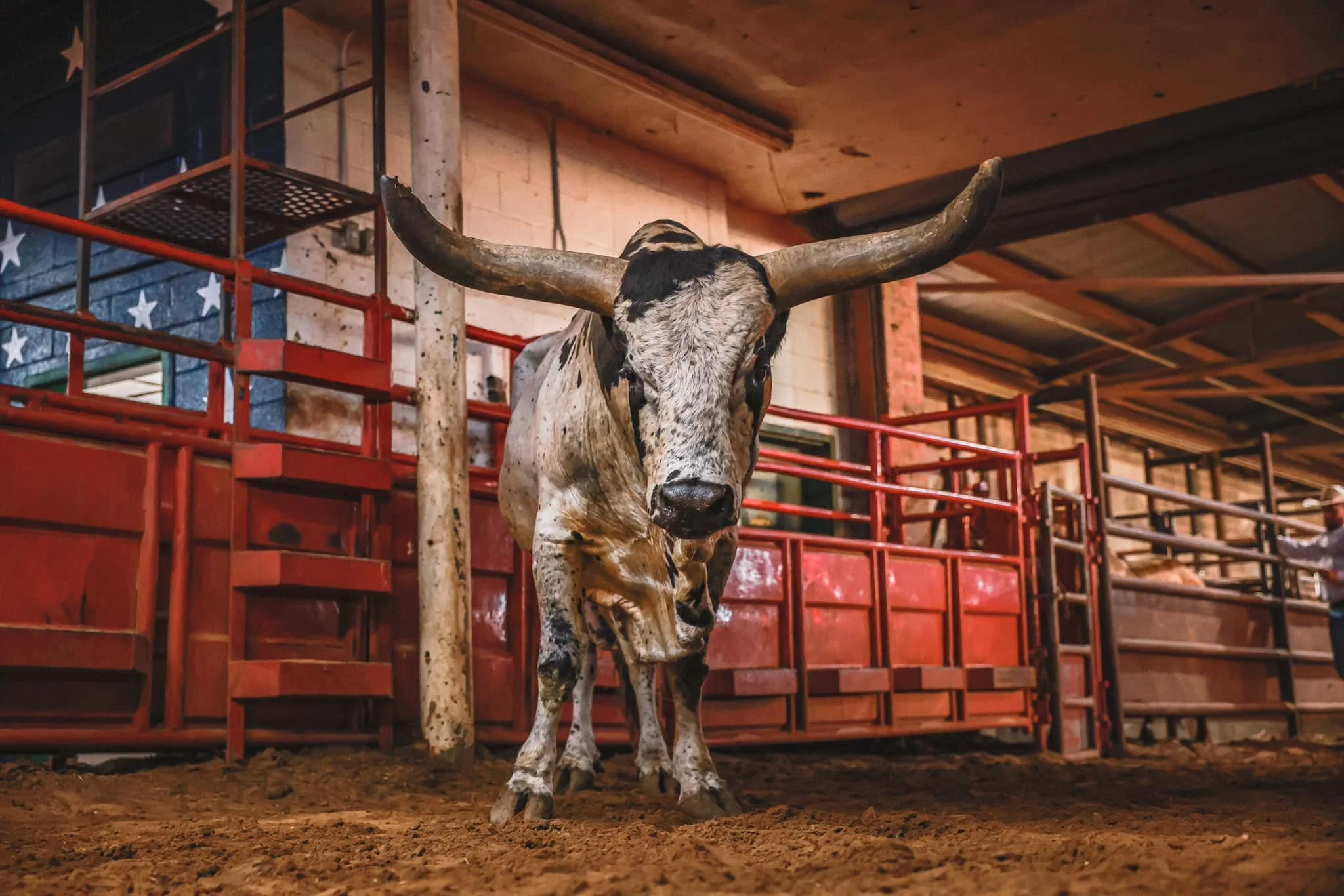 A speckled longhorn steer standing in a wooden pen at an indoor rodeo.