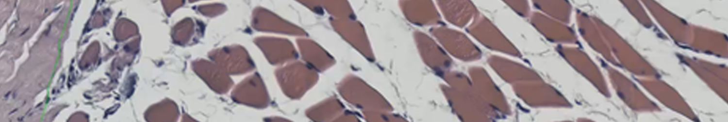 muscle-whole-slide-banner.png
