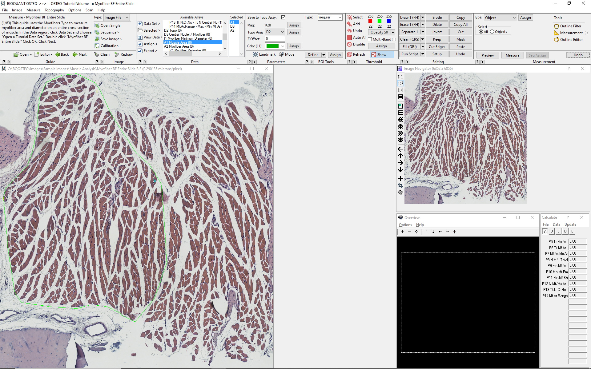myofiber_bf_slide-ROI Defined.png