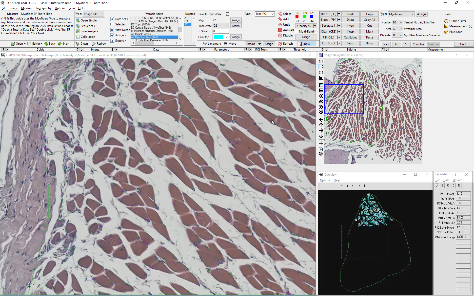 myofiber_bf_slide-field2-cn.png