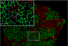 Muscle Phenotyping Stains — BIOQUANT