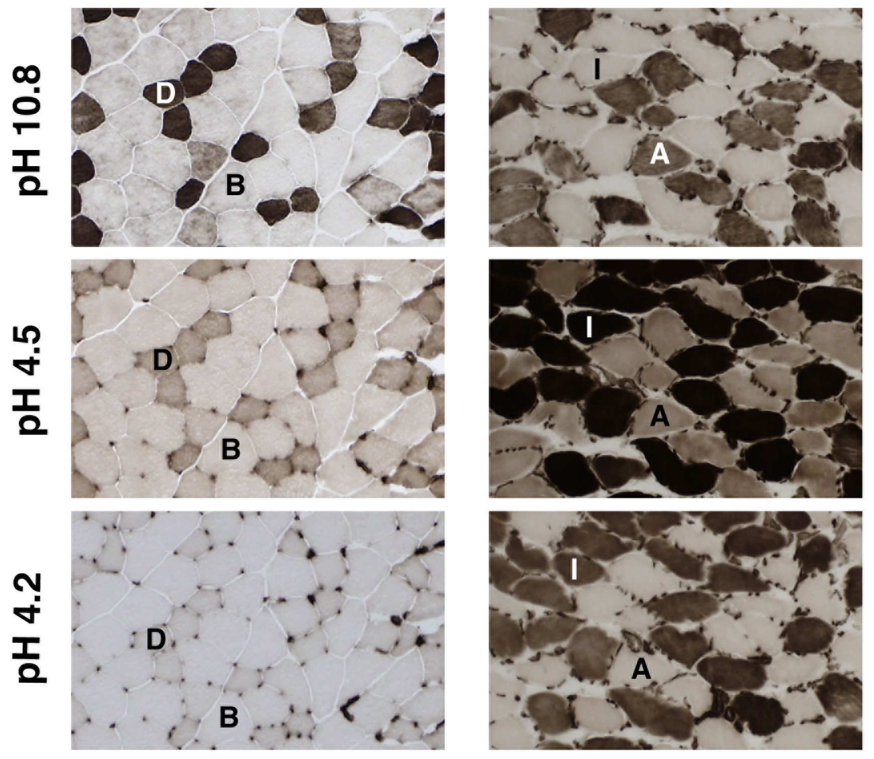 Muscle Phenotyping Stains — BIOQUANT