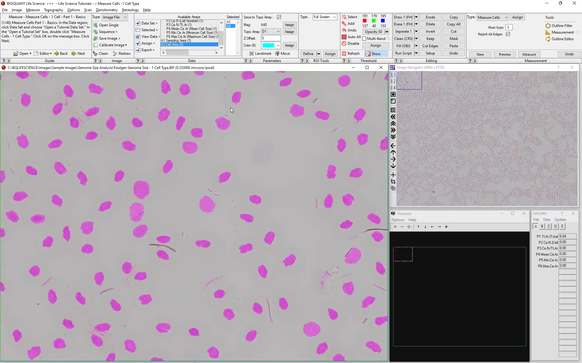 Cell_Counting-Thresholded.png