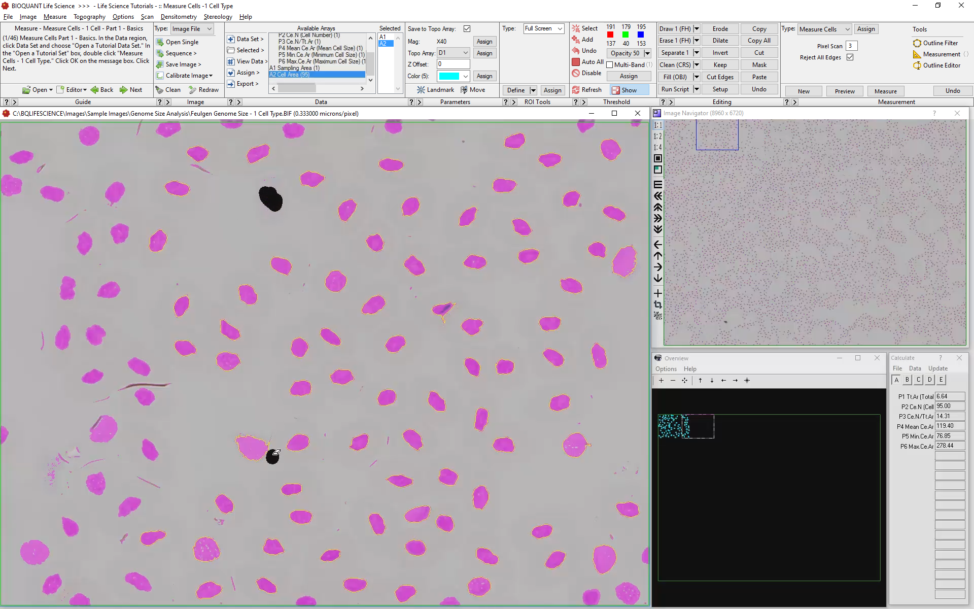 Cell_Counting-2nd-Field-Edited.png