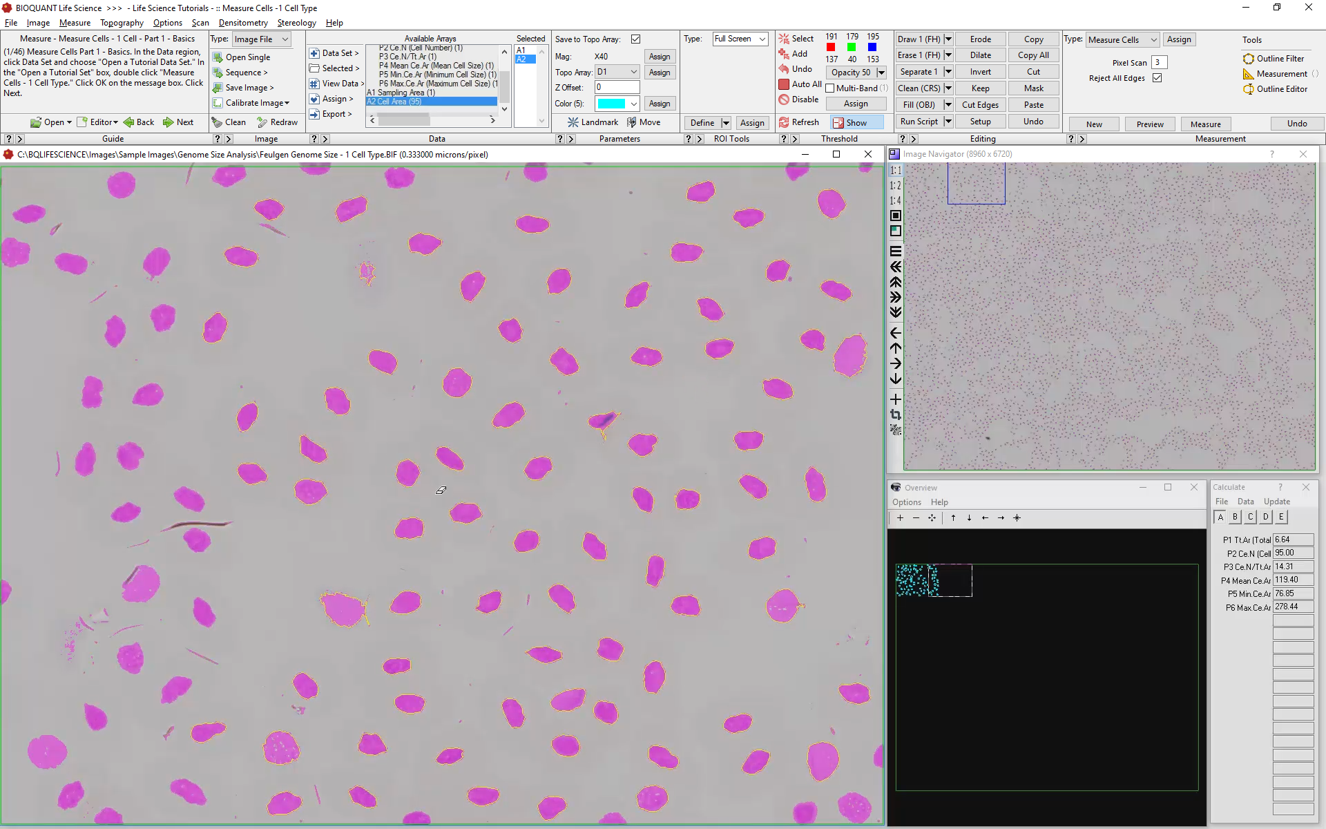Cell_Counting-2nd-Field-Previewed.png