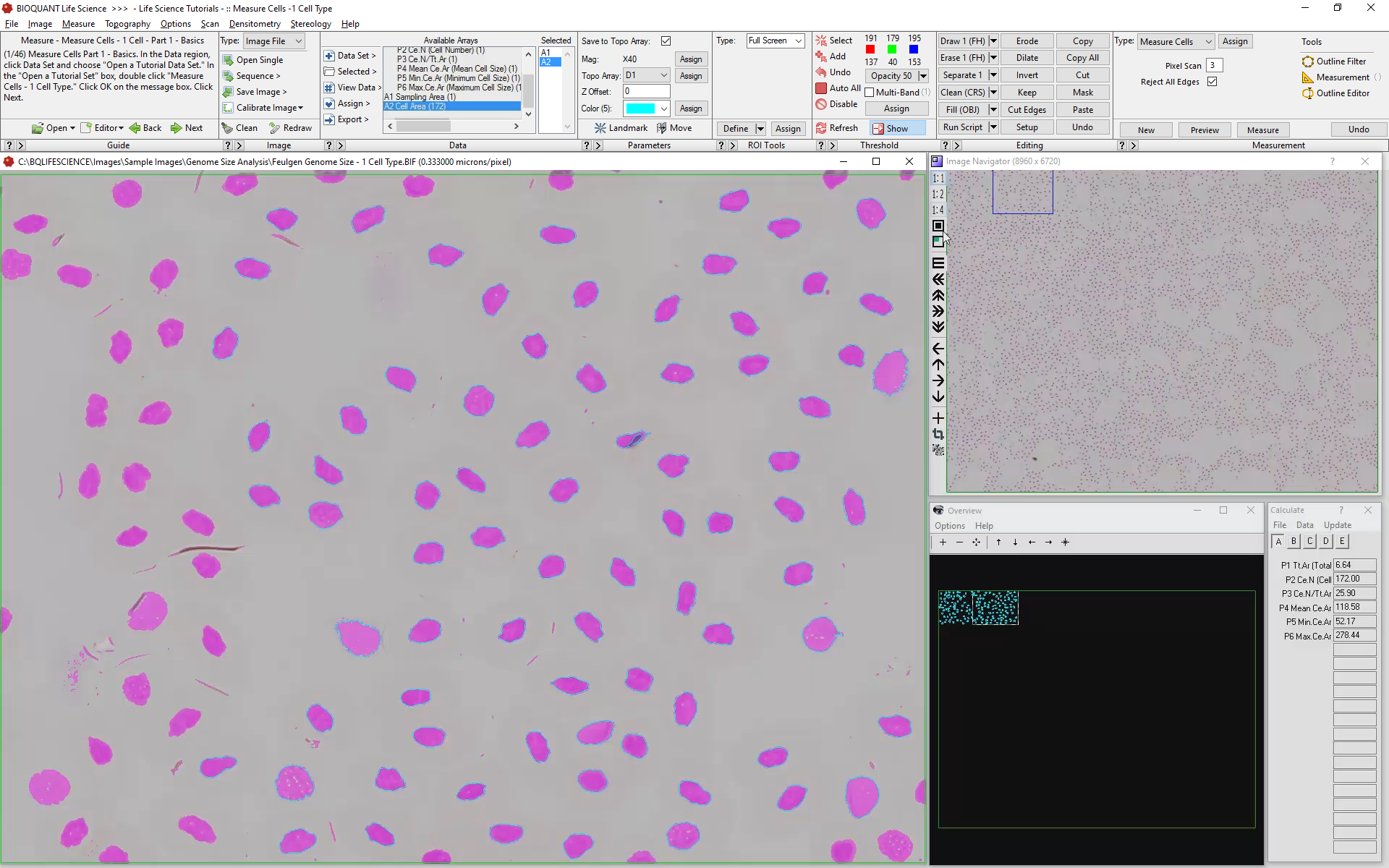 Cell_Counting-2nd-Field-Measured.png