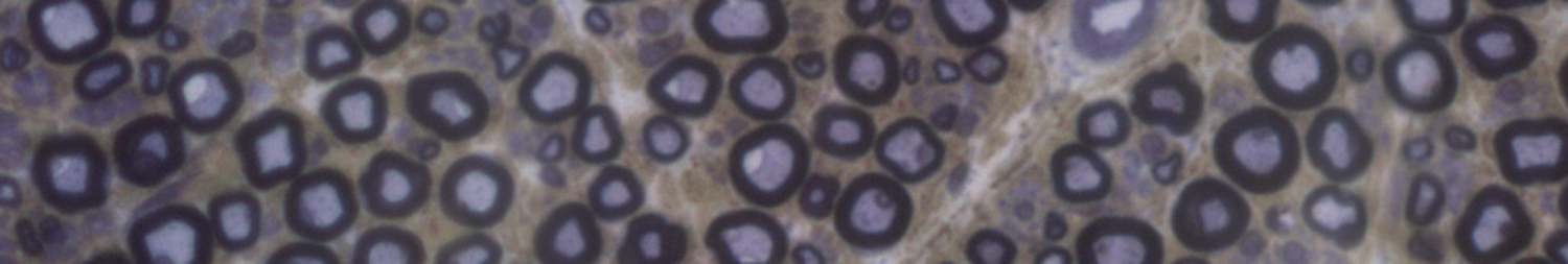 axons_banner.png