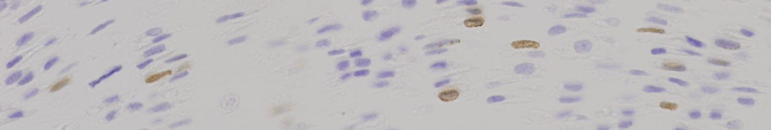 chondrocytes_banner.png