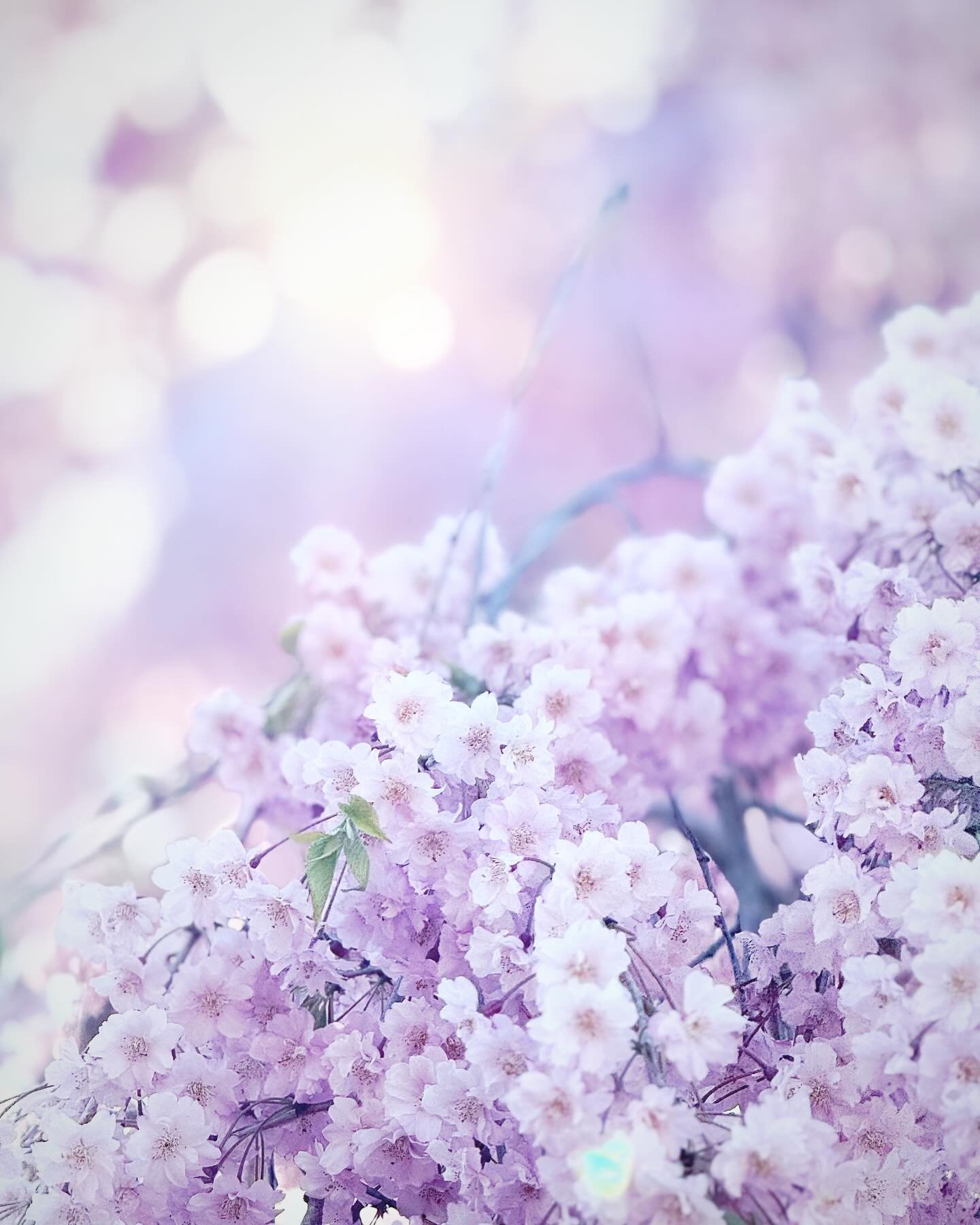 These are different kind of Sakura that we don&rsquo;t see often on the streets&hellip; so cute🌸💕💗They have 26 different kinds of cherry blossoms @brooklynbotanic 

あんまり道では見かけない桜🌸かわいい🩷ここのボタニカルガーデンには26種類も桜の木があるんだって〜🌸

#sakura #cherryblossom #flo