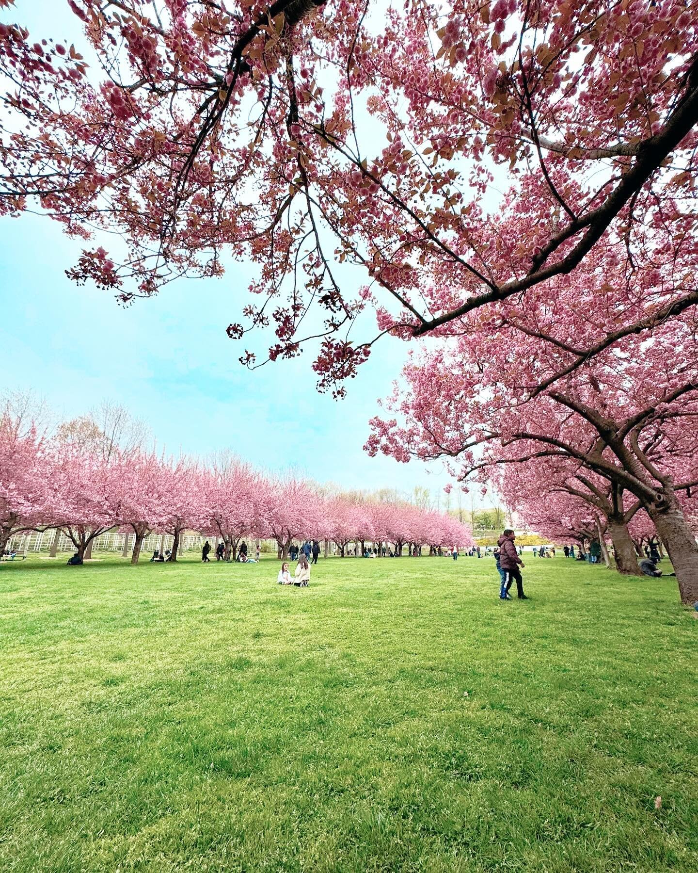 Spring has sprung in NYC, and I&rsquo;ve been absolutely loving it 🌸 Tomorrow, I&rsquo;m off for a week to a warm destination, and when I return, things might have changed... I&rsquo;m going to miss the beauty of spring in the city, maybe I can catc