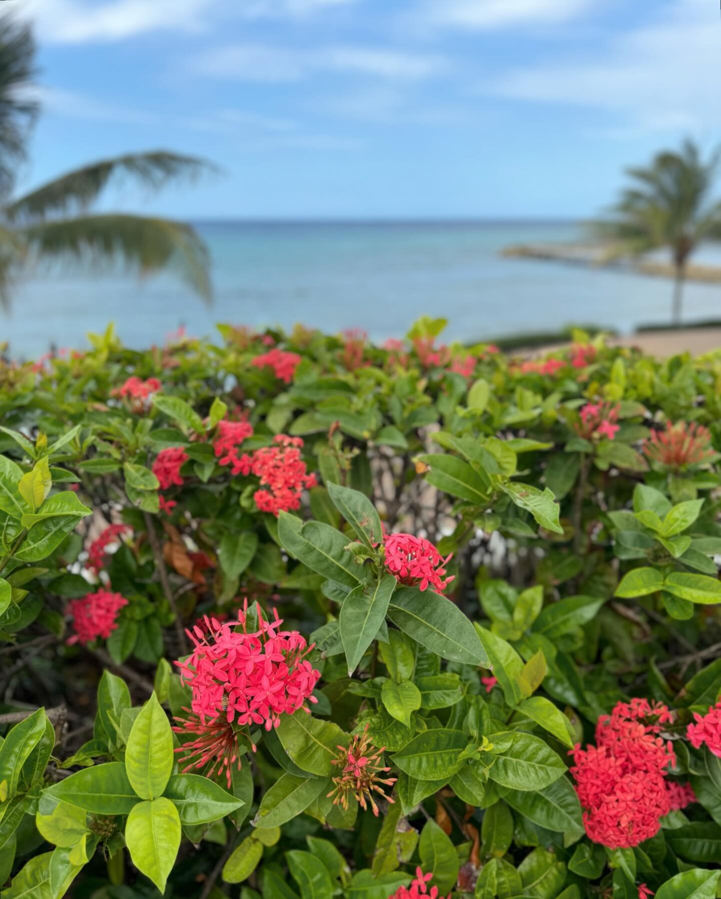 Ya man from Jamaica! Came to Montego Bay Area for kids&rsquo; spring break&hellip; and I&rsquo;m in love🩵🤍💙💚 I love that the horizon is always right there (180 degrees) and oh the different shades of blues and greens&hellip; sun is bright and sky