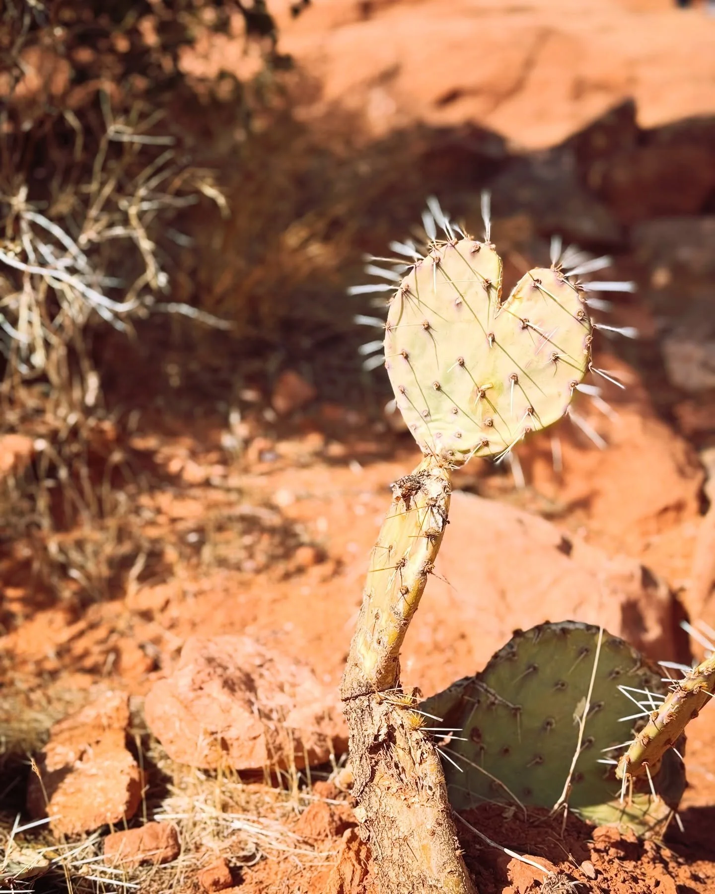 I ❤️ Sedona! I found some heart-shaped surprises in nature (first 3 photos) and captured the stunning textures, colors, and patterns in the plants and rocks up close. You might think Sedona is all brown, but look closer&mdash;there&rsquo;s so much hi