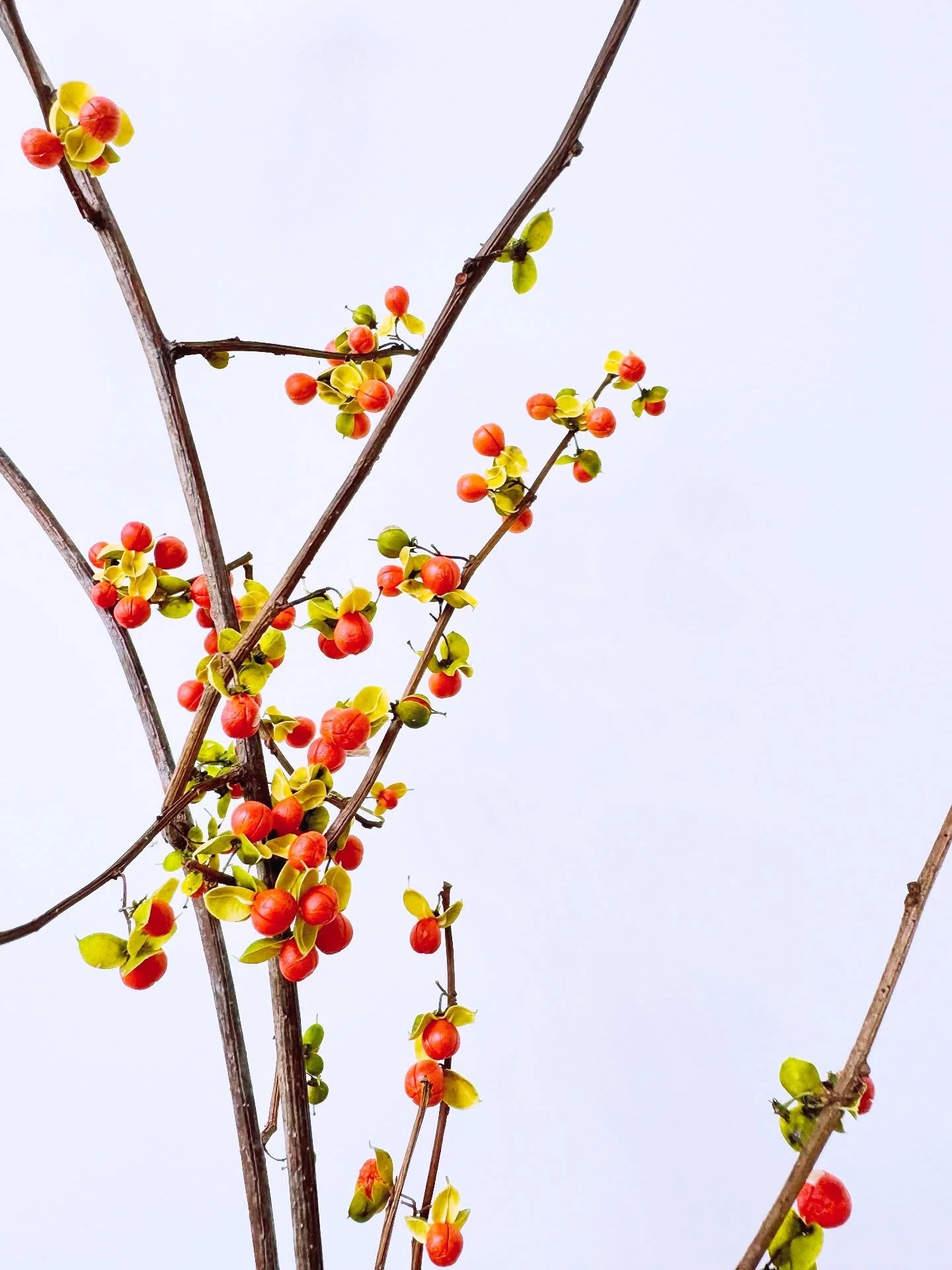 I got these beautiful bittersweet branches the other day at the flower market, and I&rsquo;ve already made a bouquet &mdash; and now I&rsquo;m making a wreath with them (they&rsquo;re so flexible, I made a perfect circle just from the branches, see p