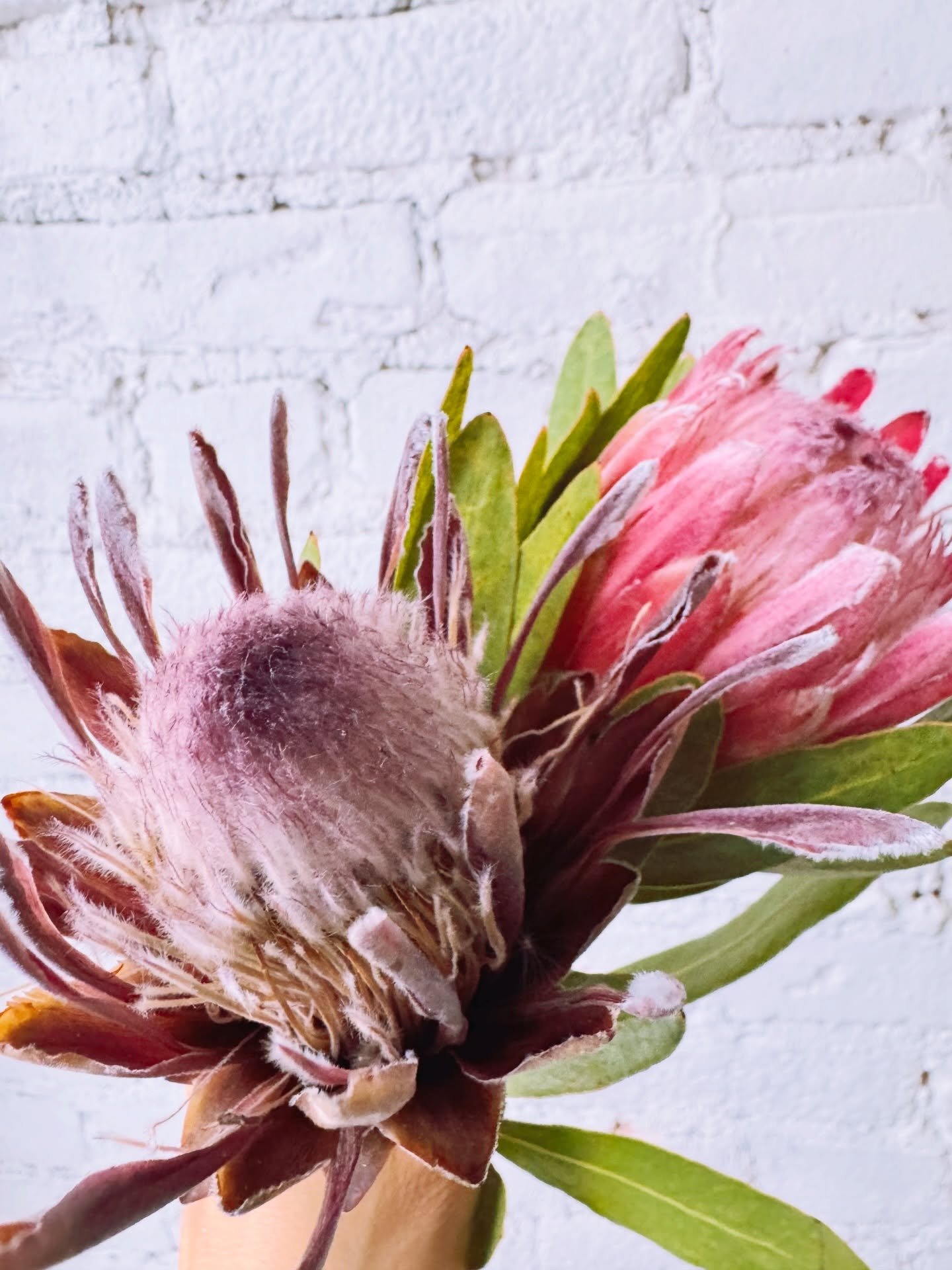 The same pink protea &mdash; fresh and dried. I love how time mutes the color, turning it softer and quieter, yet still beautiful💕I buy them fresh and let them become this at home. I&rsquo;ve been bring them to all my workshops!

同じピンクのプロテア。右はフレッシュ、