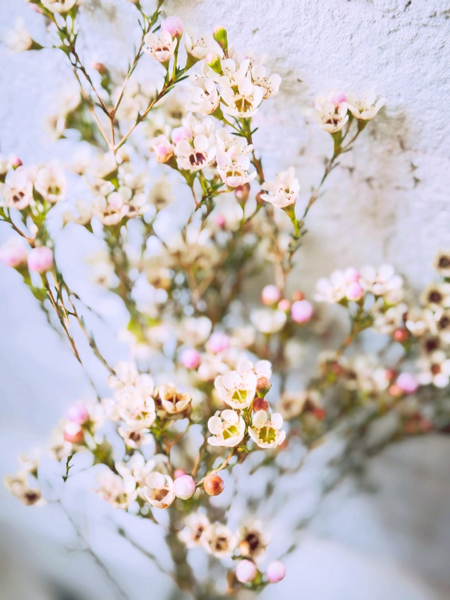Wax flowers 🤍 So tiny, so sweet.
Let&rsquo;s see where they want to go&hellip; (this is the fun part!)
What do you see them becoming? A bouquet? A wreath? Or a little something unexpected?

ワックスフラワー。小さくて可愛い🤍
さて、何に使おうかなぁ&hellip; 考えている時間も、楽しいひとときです☺️