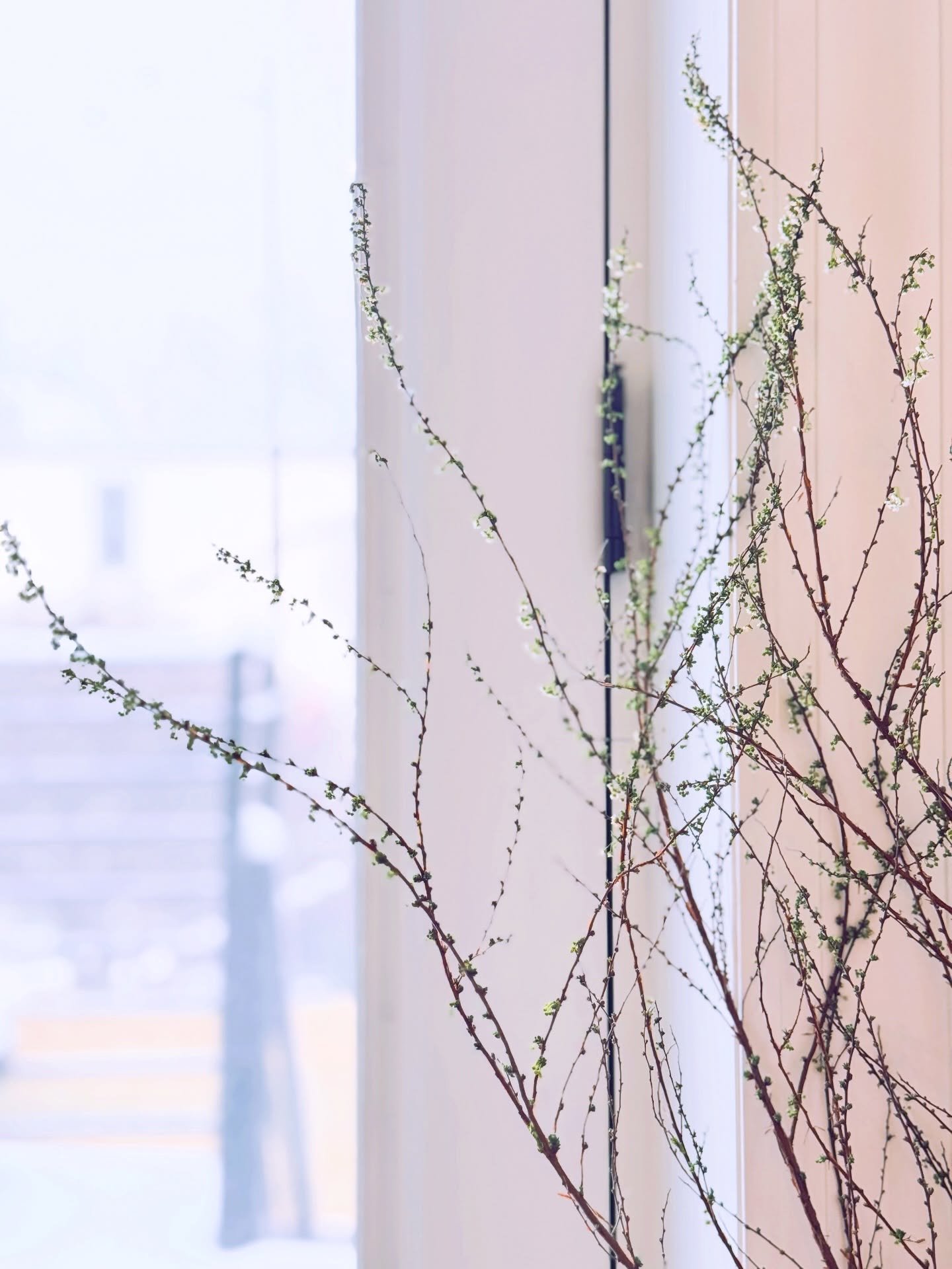 Yukiyanagi (snow willow) on a snow day in NYC.
Tiny white blooms that feel just like snowfall 🤍

It snowed all day Sunday in New York, and school was canceled on Monday. My daughters aren&rsquo;t so interested in playing in the snow anymore, so I sp