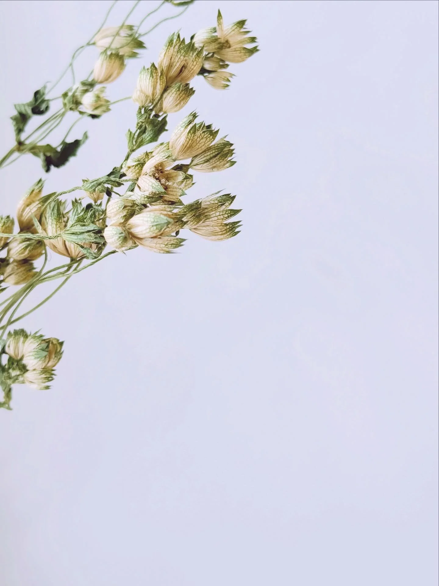 Recently, I worked with these flowers for the first time: Star of Billion and okra flower.

Star of Billion is tiny, with a soft green tint at the tips&mdash;so cute💚 I love bold, statement flowers, of course, but I&rsquo;m just as drawn to these sm