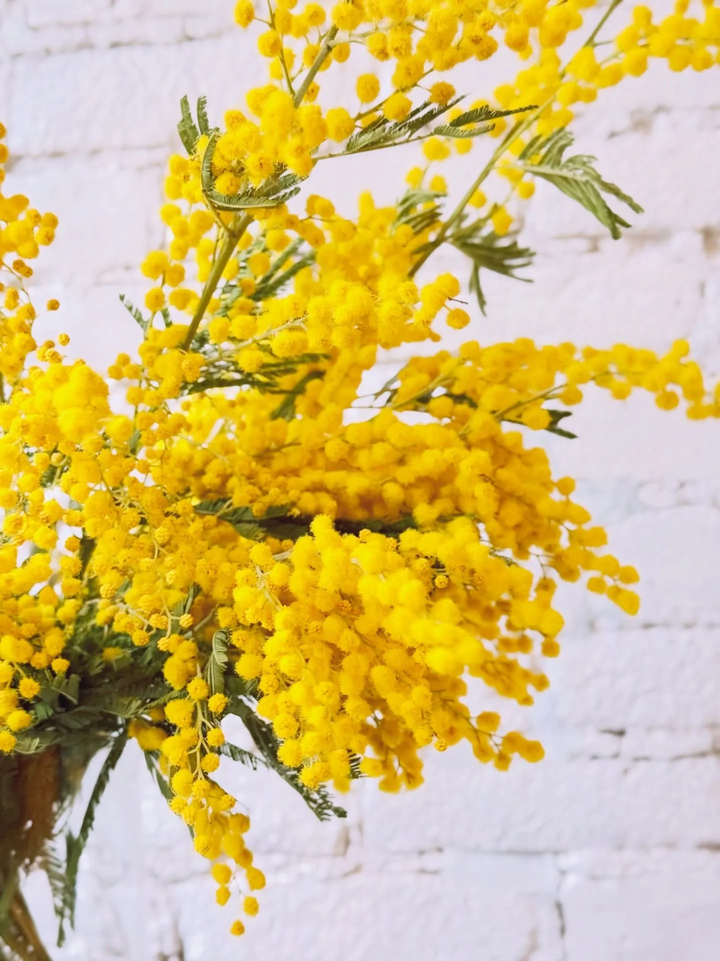It&rsquo;s been raining a lot here in NYC lately (yes&hellip; raining, not snowing anymore! ☔️)

But inside the house it&rsquo;s bright with mimosa, fresh eucalyptus, and my current obsession &mdash; clematis &ldquo;Amazing Kibo&rdquo; 🤍

They look 
