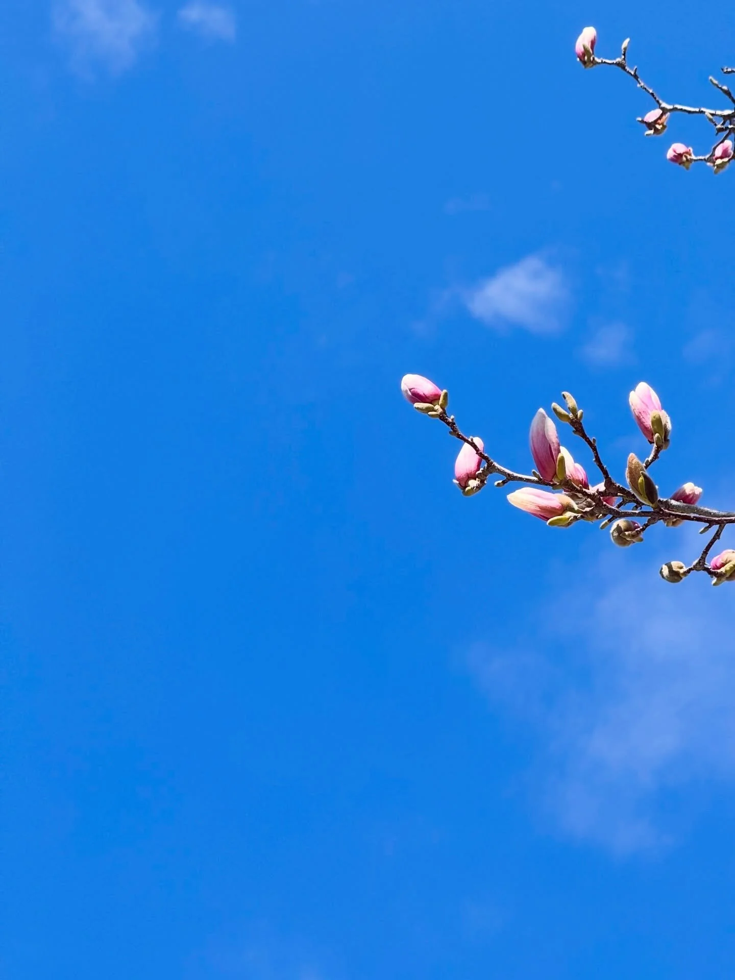 It&rsquo;s already the end of March, and all month I&rsquo;ve been quietly looking for signs of spring&mdash;even the tiniest ones&mdash;since it&rsquo;s still been so cold in New York.

We had a few T-shirt days, but I&rsquo;ve mostly been in my win