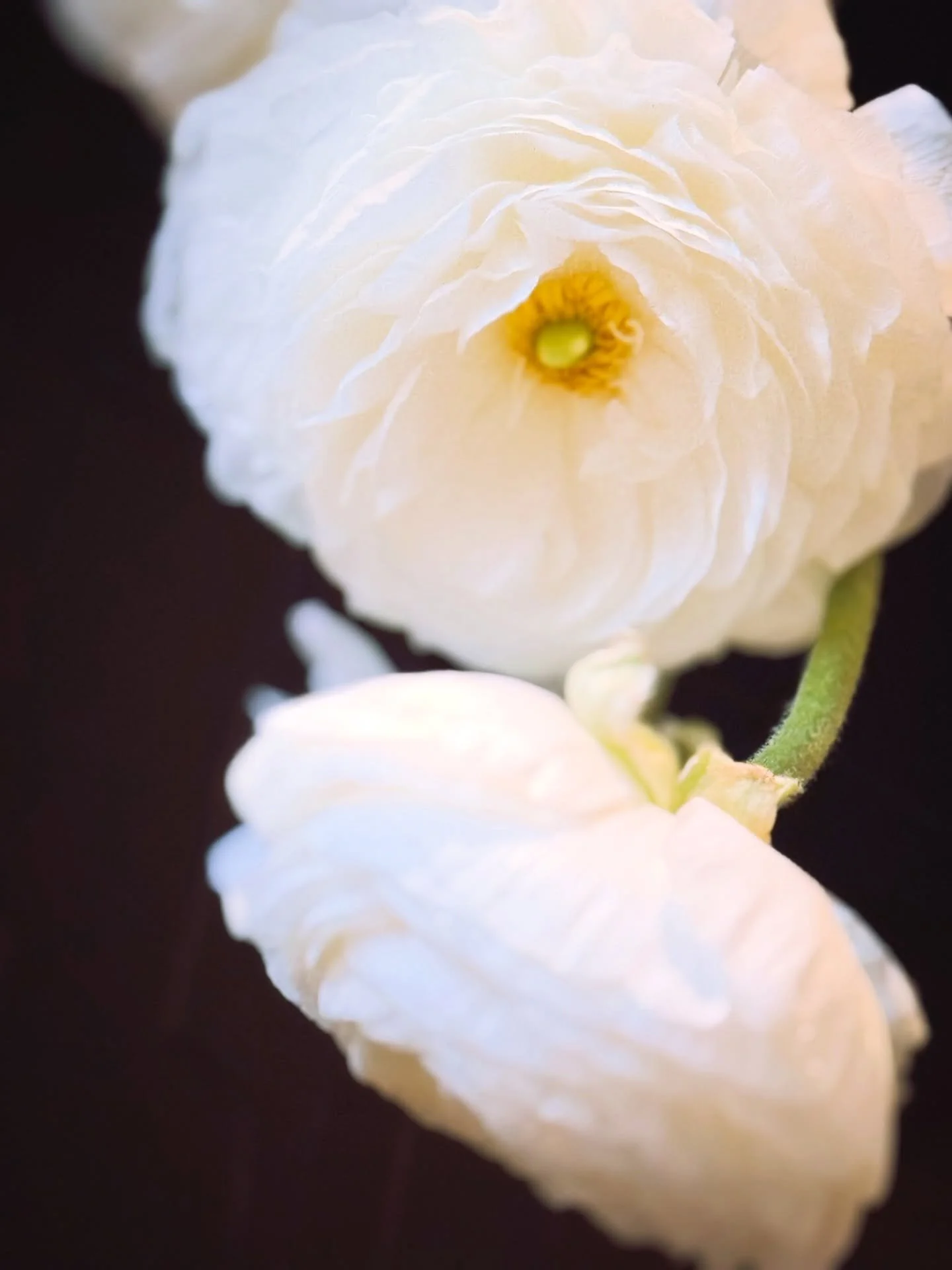 White ranunculus 🤍
So soft and delicate&hellip; 🤍
Drying them for a new project.

The last two photos are from day two&mdash; they get smaller and smaller, but somehow hold onto their elegance.

Happy April 🤍

白いラナンキュラス 🤍
やさしくて、とても繊細なお花。
ドライにしていま
