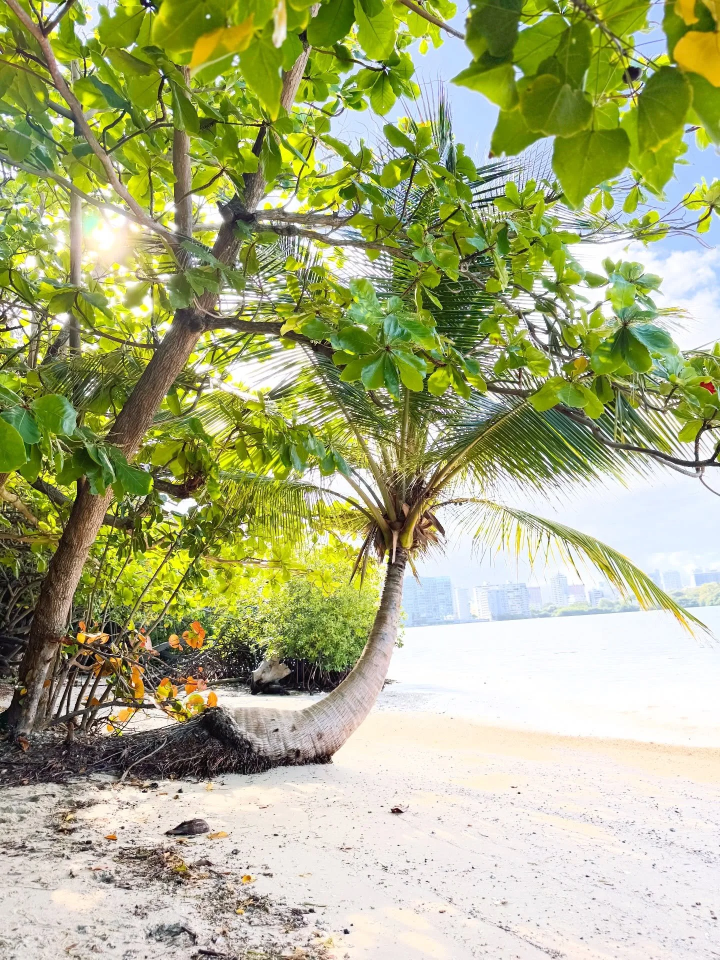 Right after Easter Sunday, we escaped NYC and came to Puerto Rico☀️ (the kids are on spring break!)

New York was just starting to bloom, but here&mdash;instant summer⛱️❤️&zwj;🔥The weather, the light, the water, the flowers, the trees&hellip; all so