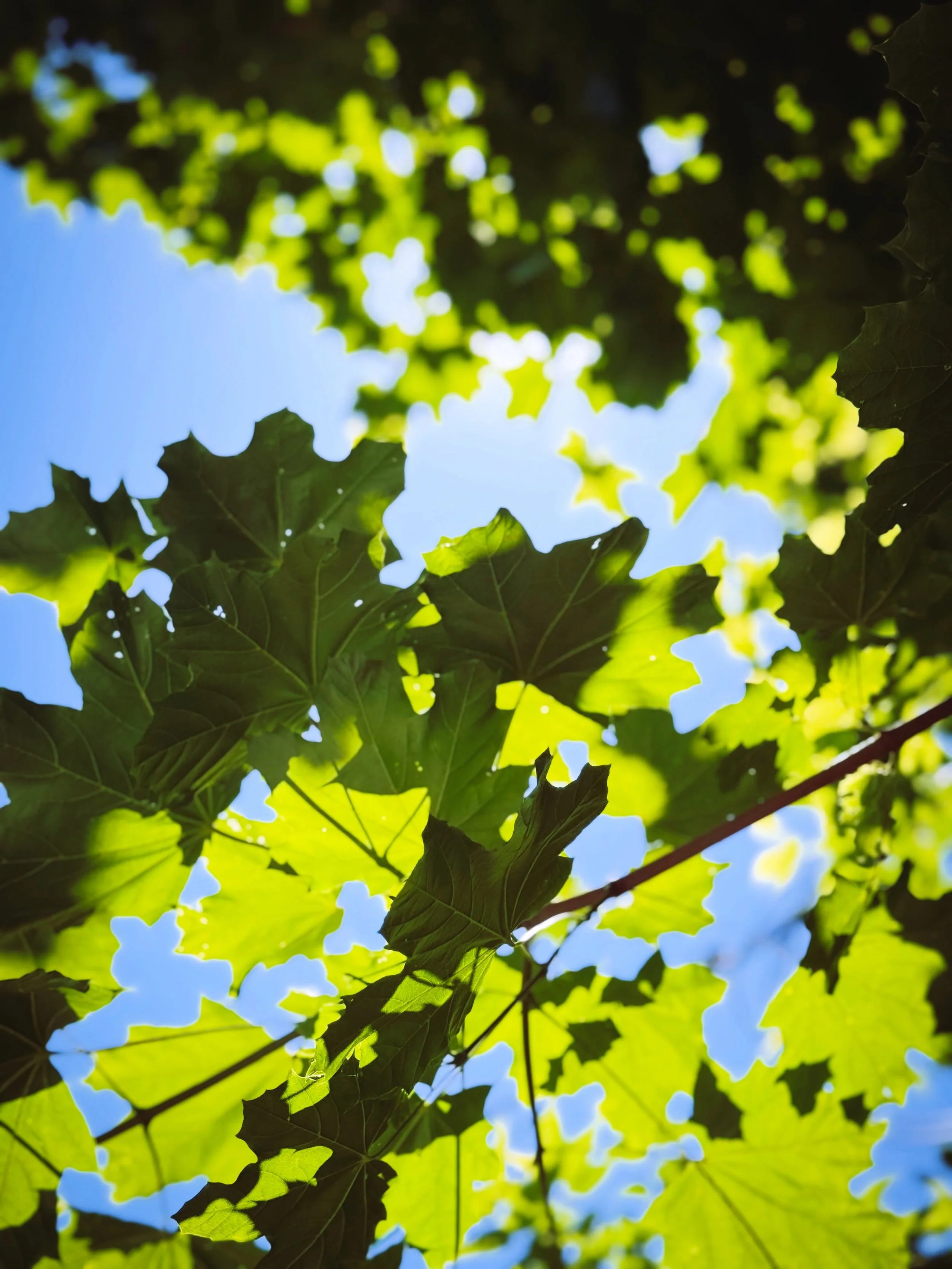 Hello June, and goodbye May.

The trees are fuller now, and different flowers are beginning to bloom. I love watching leaves overlap one another&mdash;when the sunlight filters through, it creates the most beautiful layers of green💚🌿✨

The school y