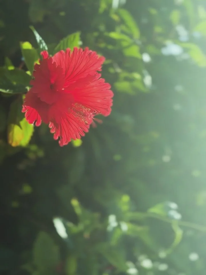 August recap 💙✨

A month that felt like I was always moving,
and yet, somehow, taking my time to pause.

The blue of the sea, the blue of the sky,
and the colors of flowers&hellip;

A hot, dazzling summer
that somehow seemed to move a little slower.