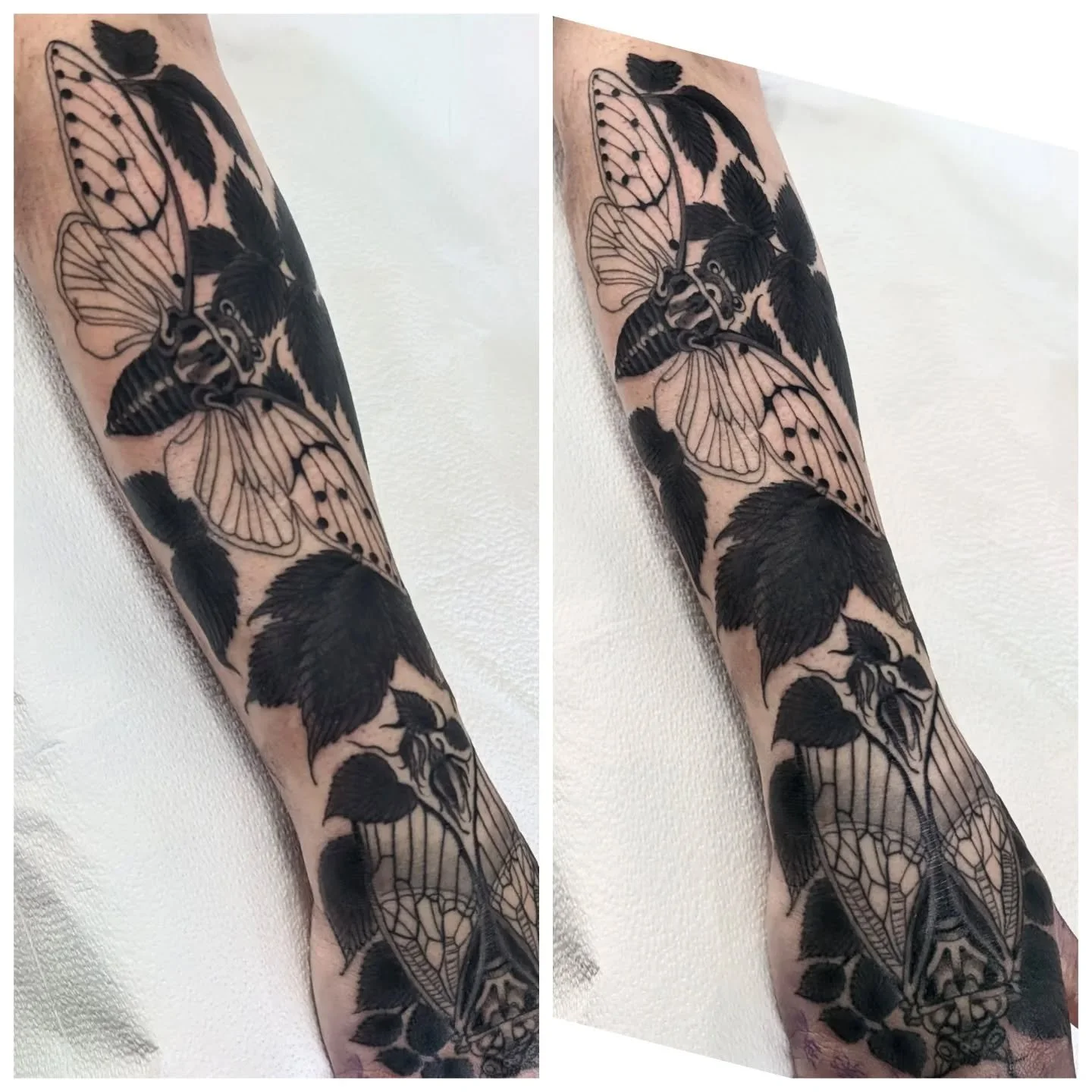 A couple of cicadas including a coverup for Amanda ~