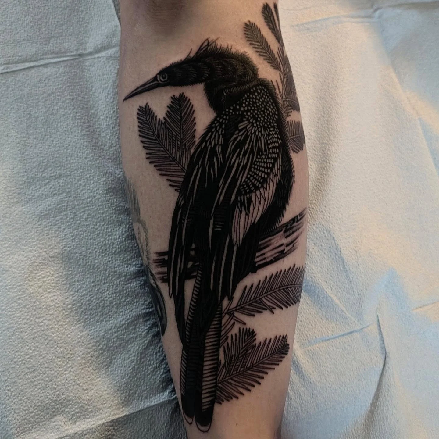 Better pics of this anhinga, or snakebird, from the other week.  Have you seen one snaking around in the water? 👀 🐍

#anhinga #anhingatattoo #floridatattooartist #floridatattoos #tallahassee