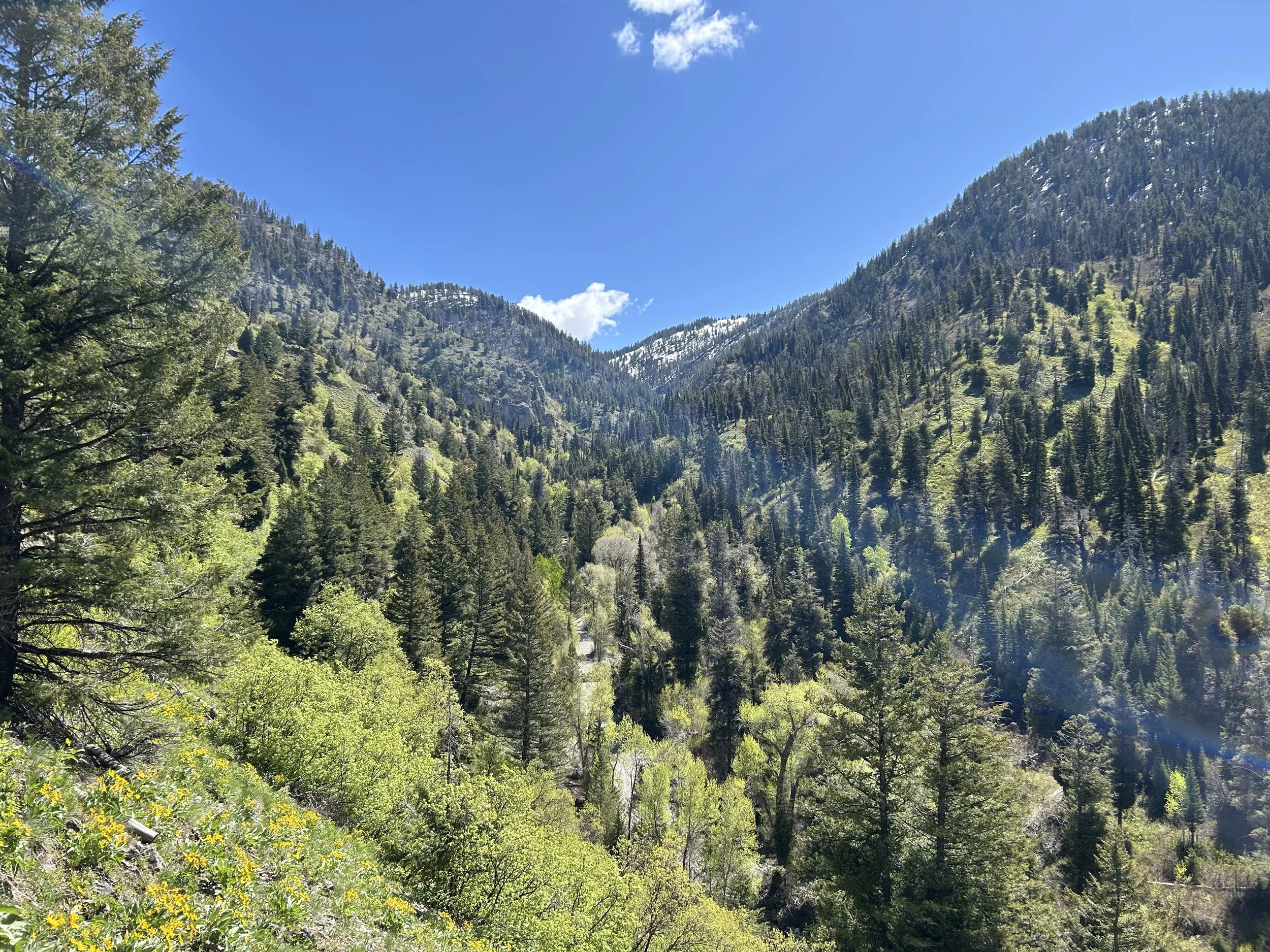 A scenic mountain valley filled with evergreen trees, some with new spring leaves, under a bright blue sky with a few clouds and patches of snow on the mountain peaks.
