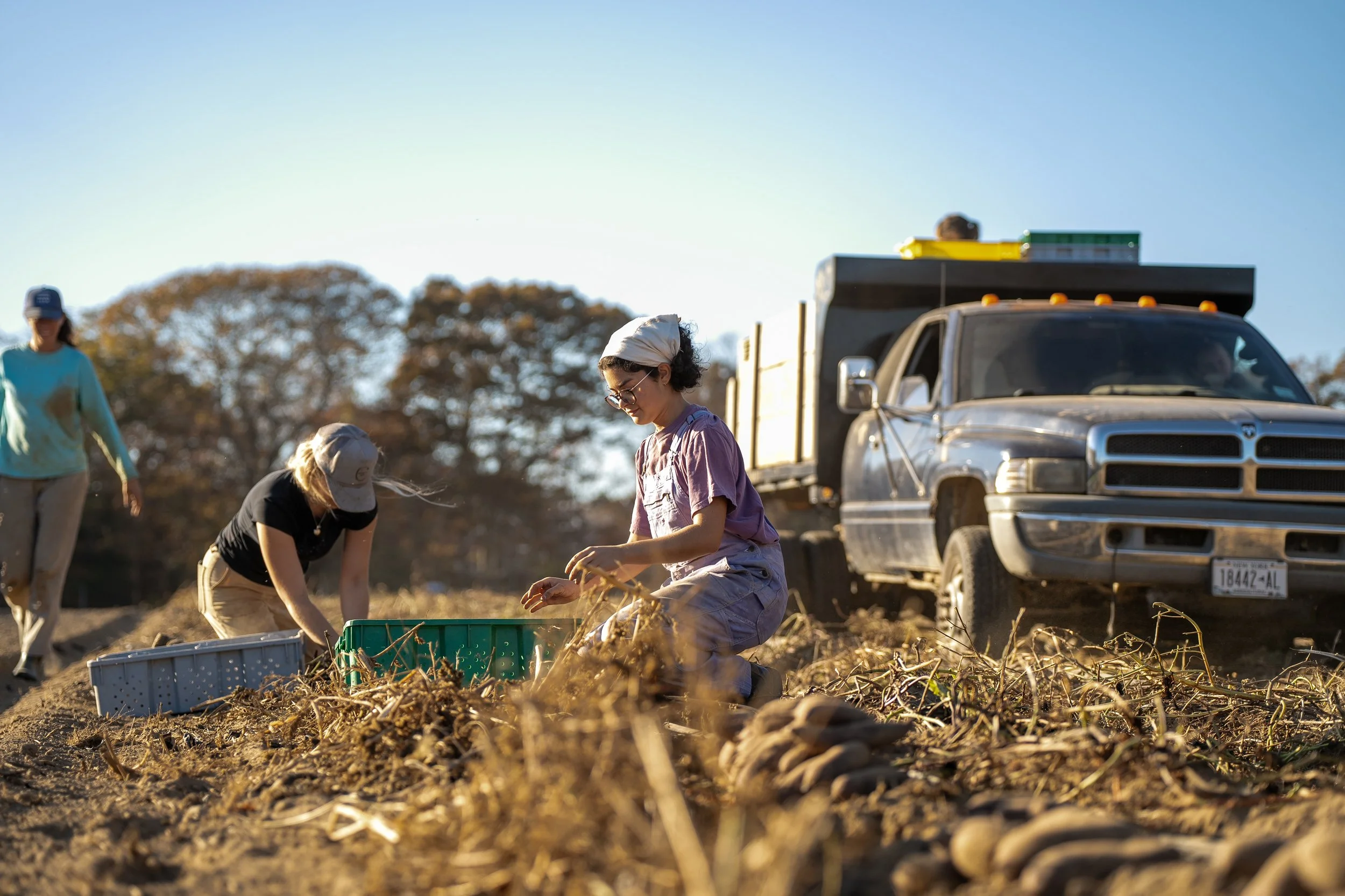 241101_Sweet Potato_1.jpg