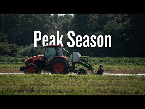 Peak Season at Amber Waves