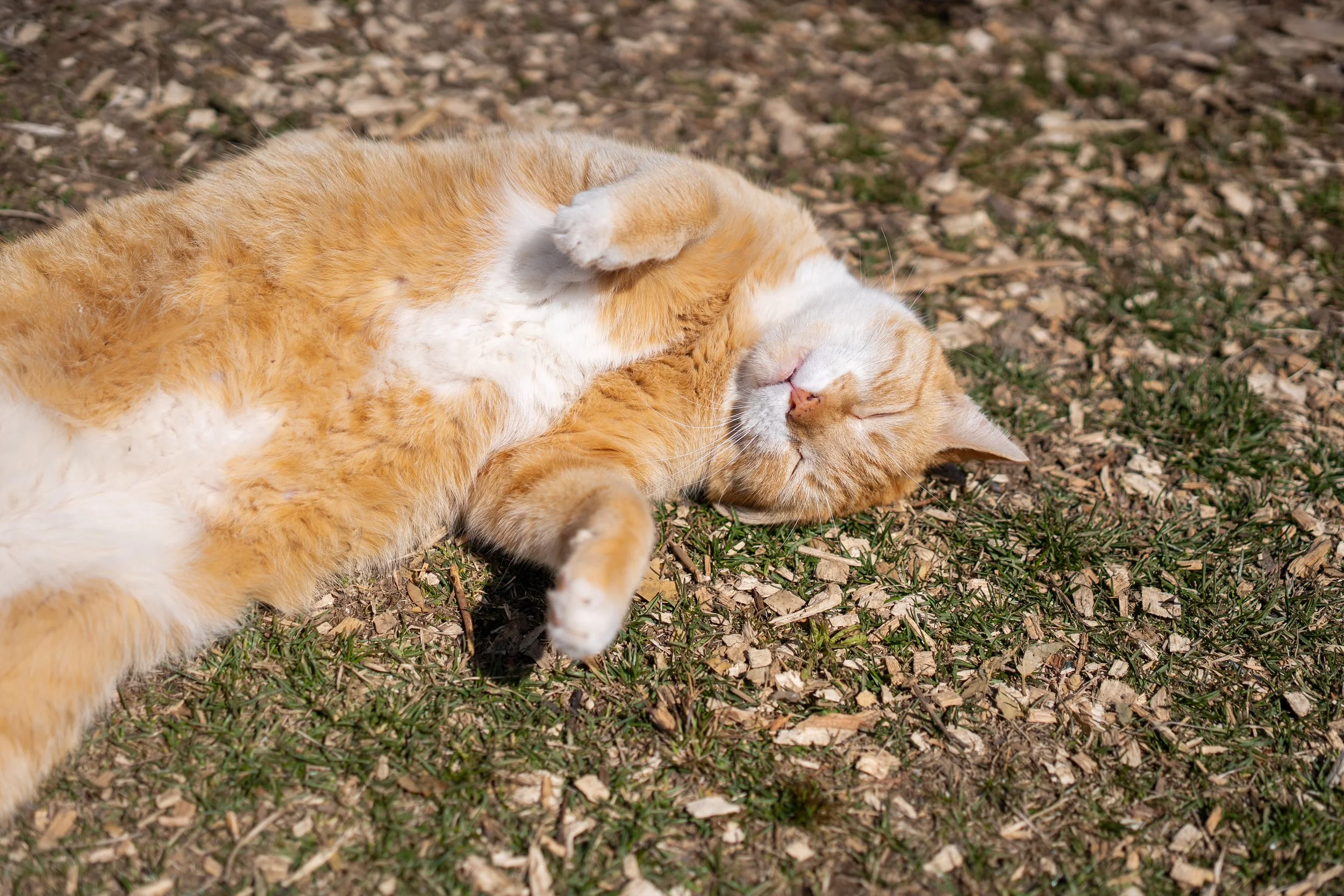 Amber Waves: Turn Intention Into Action