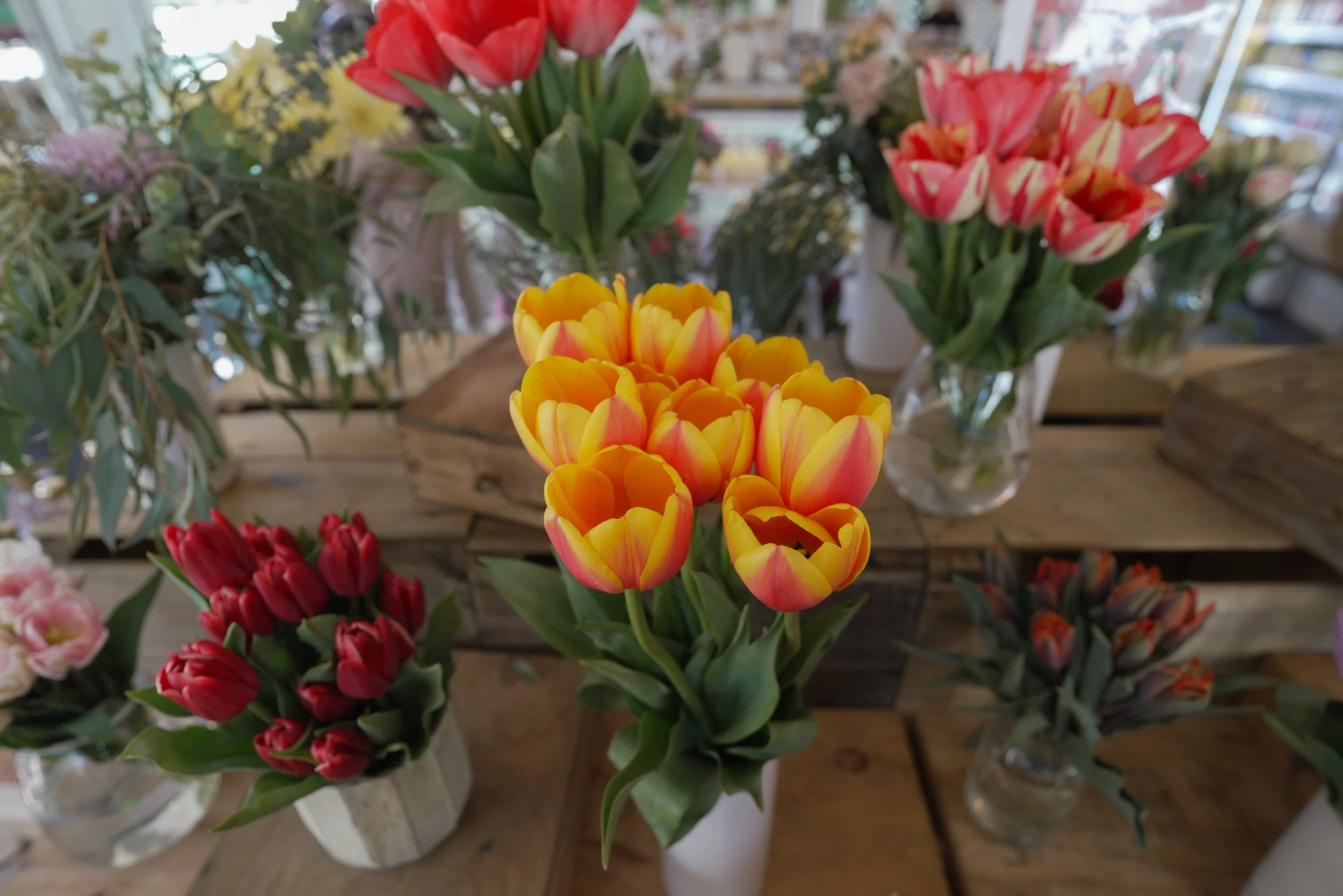 20240506_TulipSet_9.jpg