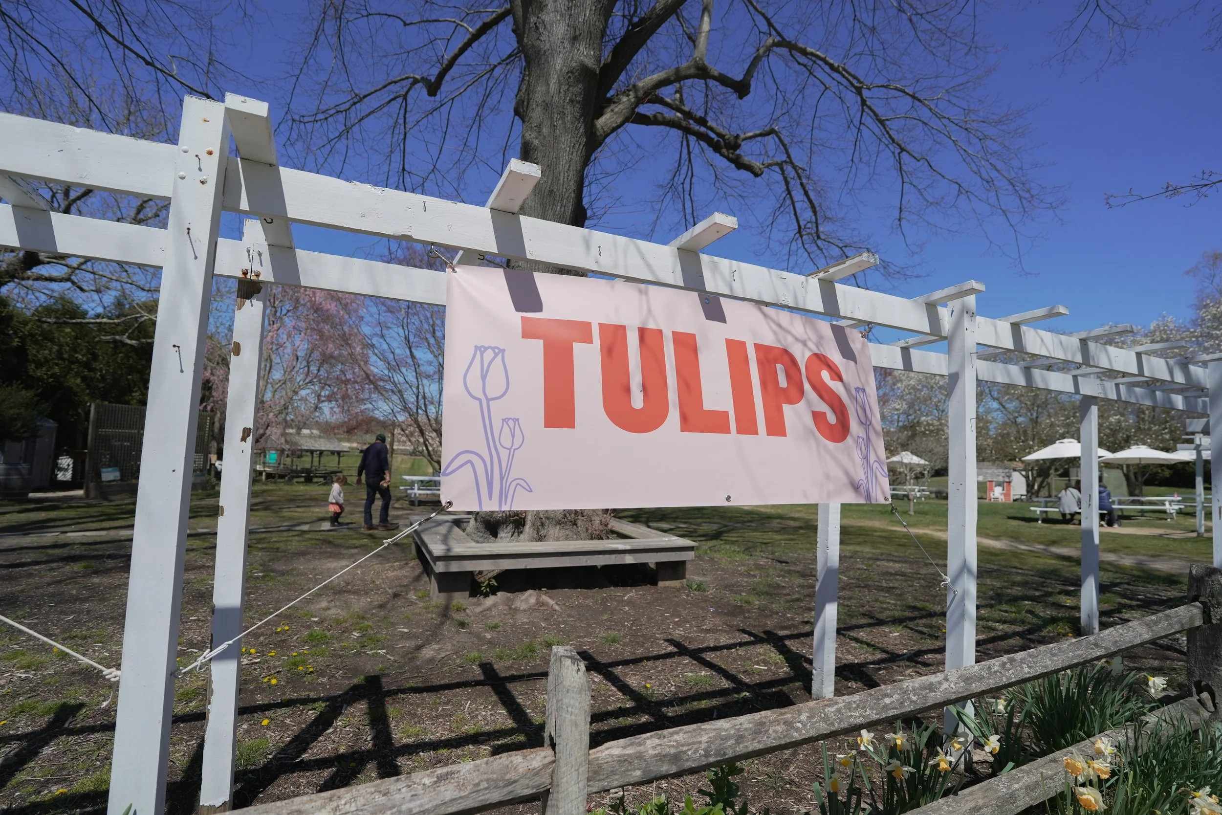 20240506_TulipSet_10.jpg