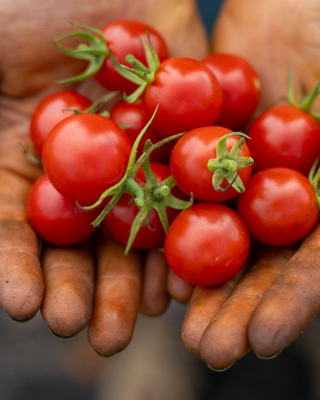 20240923_TomatoFingers_4.png