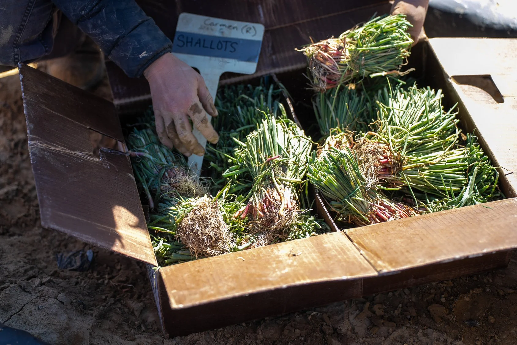 0425_Apprentice Planting_13.jpg