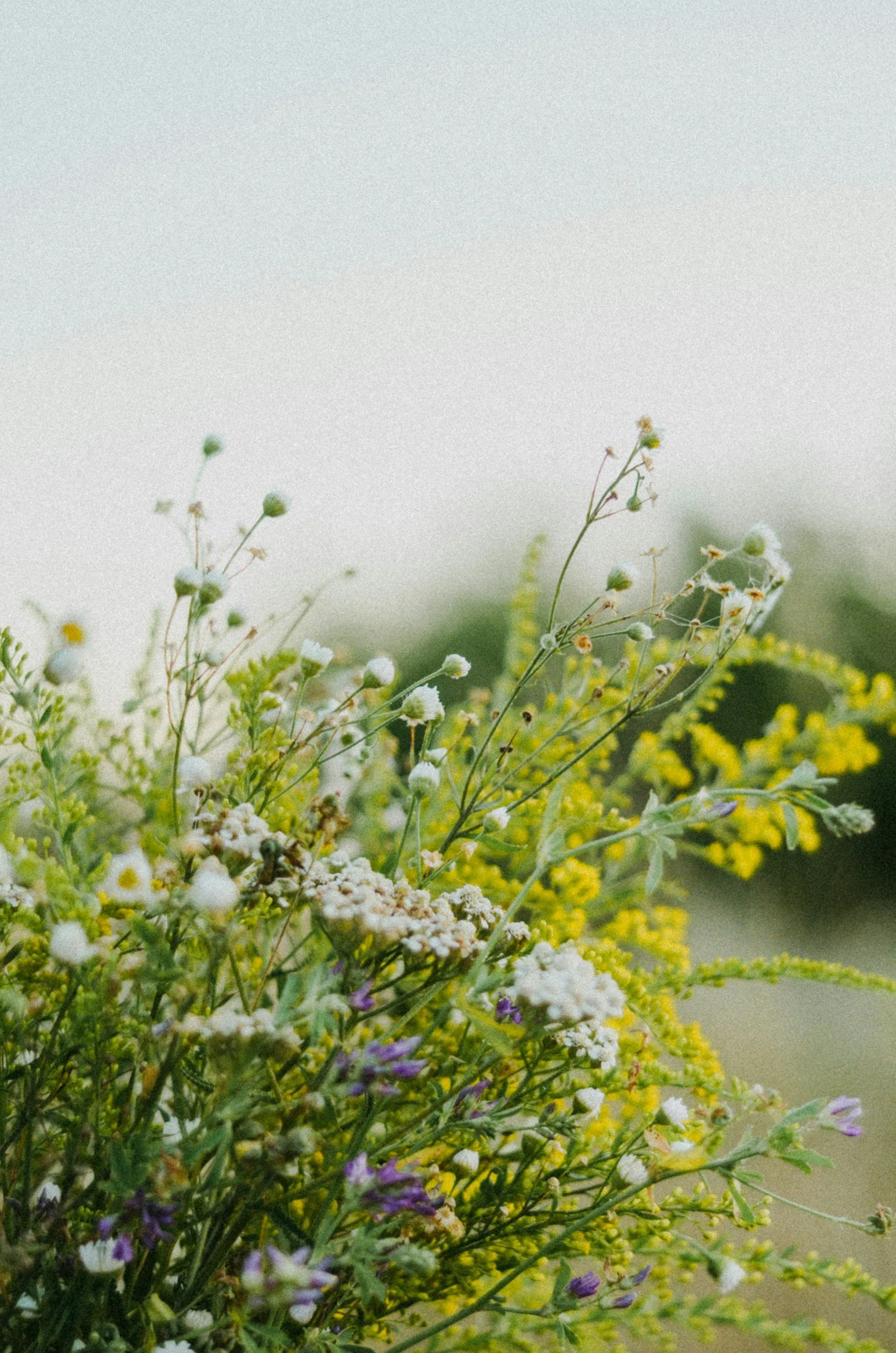 Bouquet of wildflowers